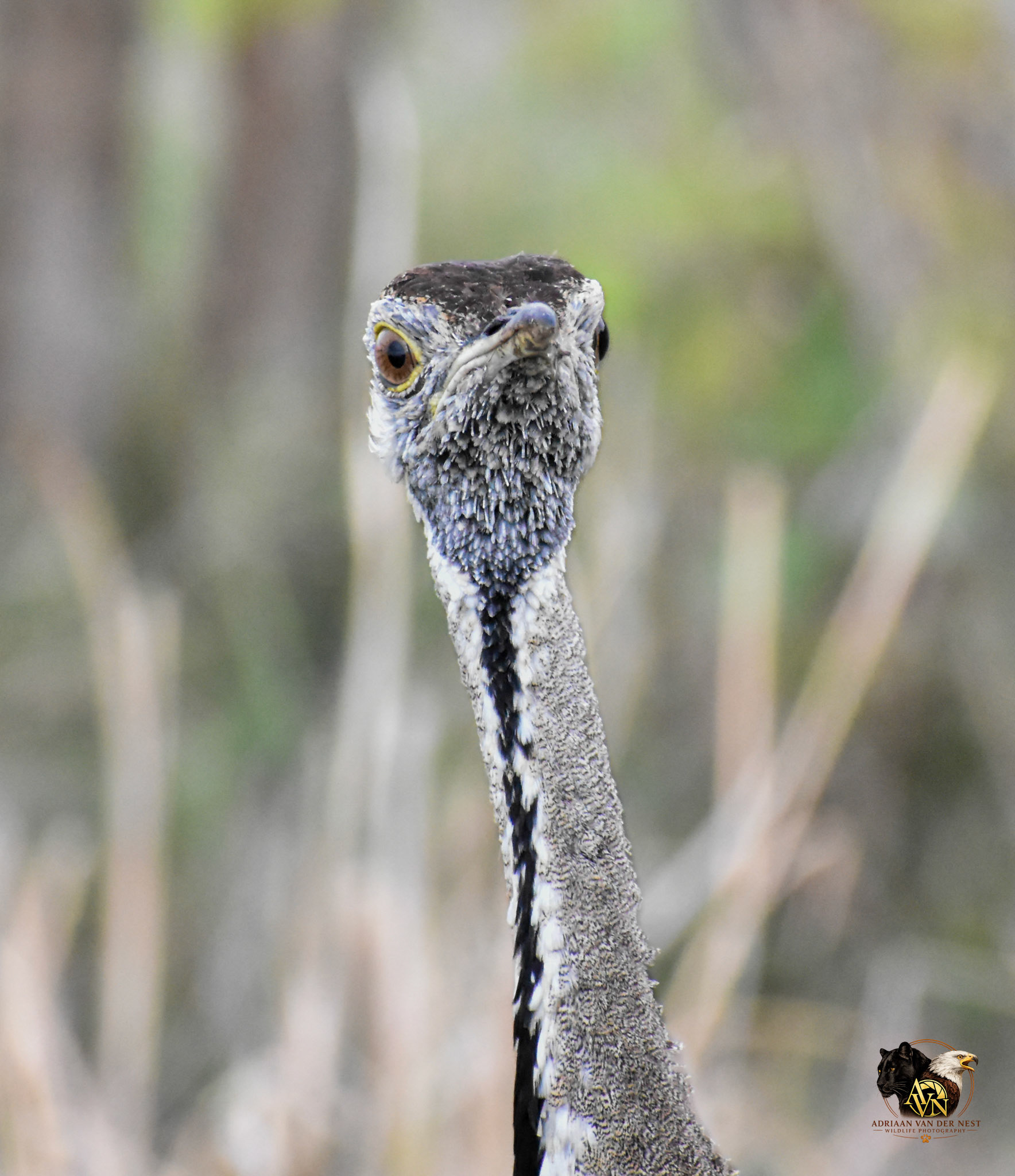Black-bellied Bustard