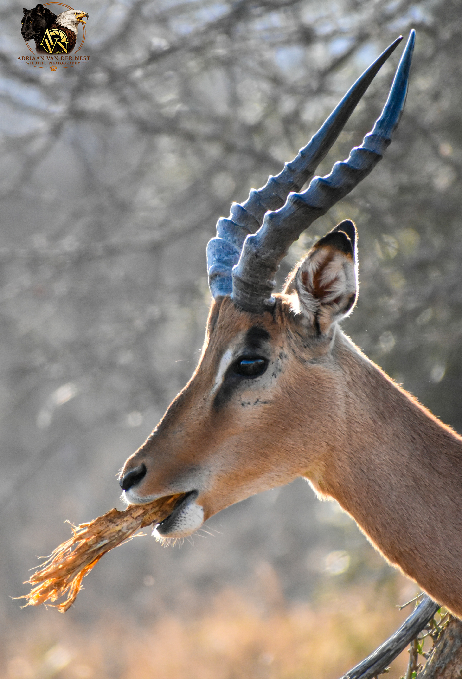 Impala/Rooibok
