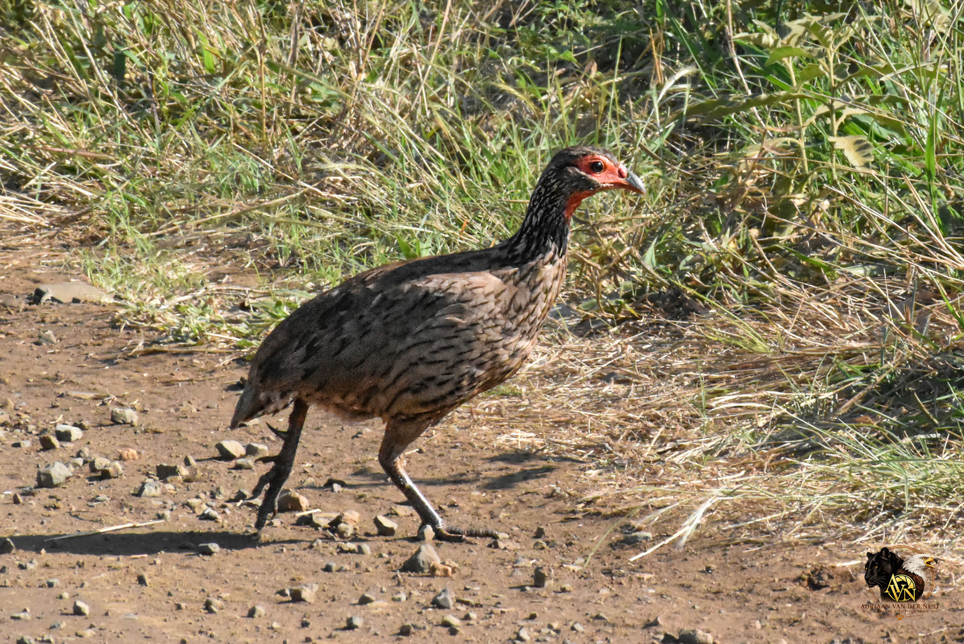 Swainson's Spurfowl