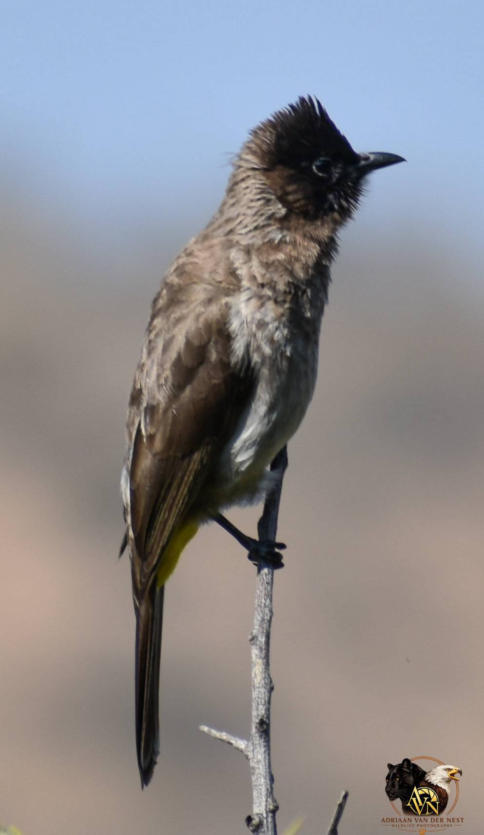 Dark Cap BulBul/Swartoog Tiptol