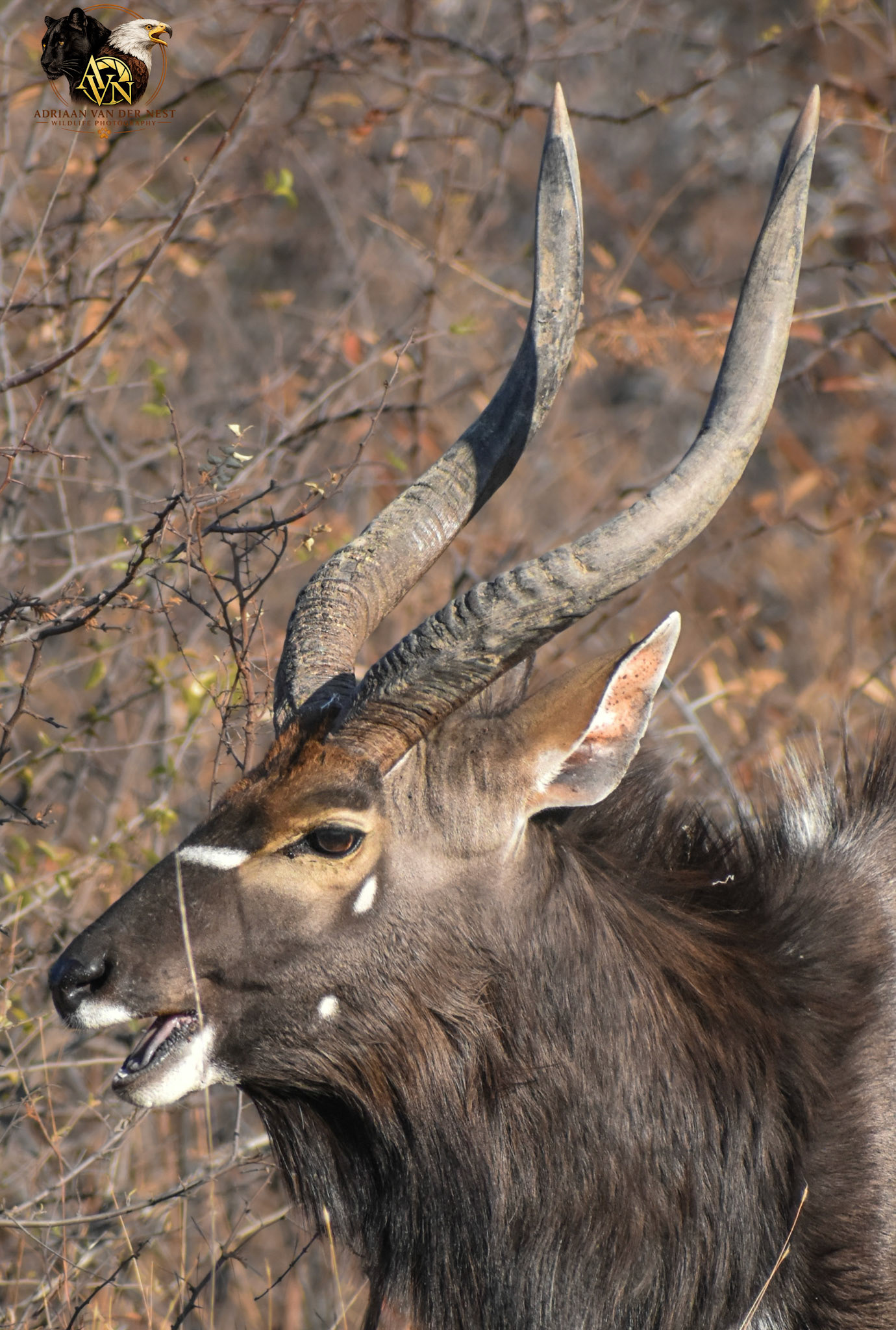 Nyala