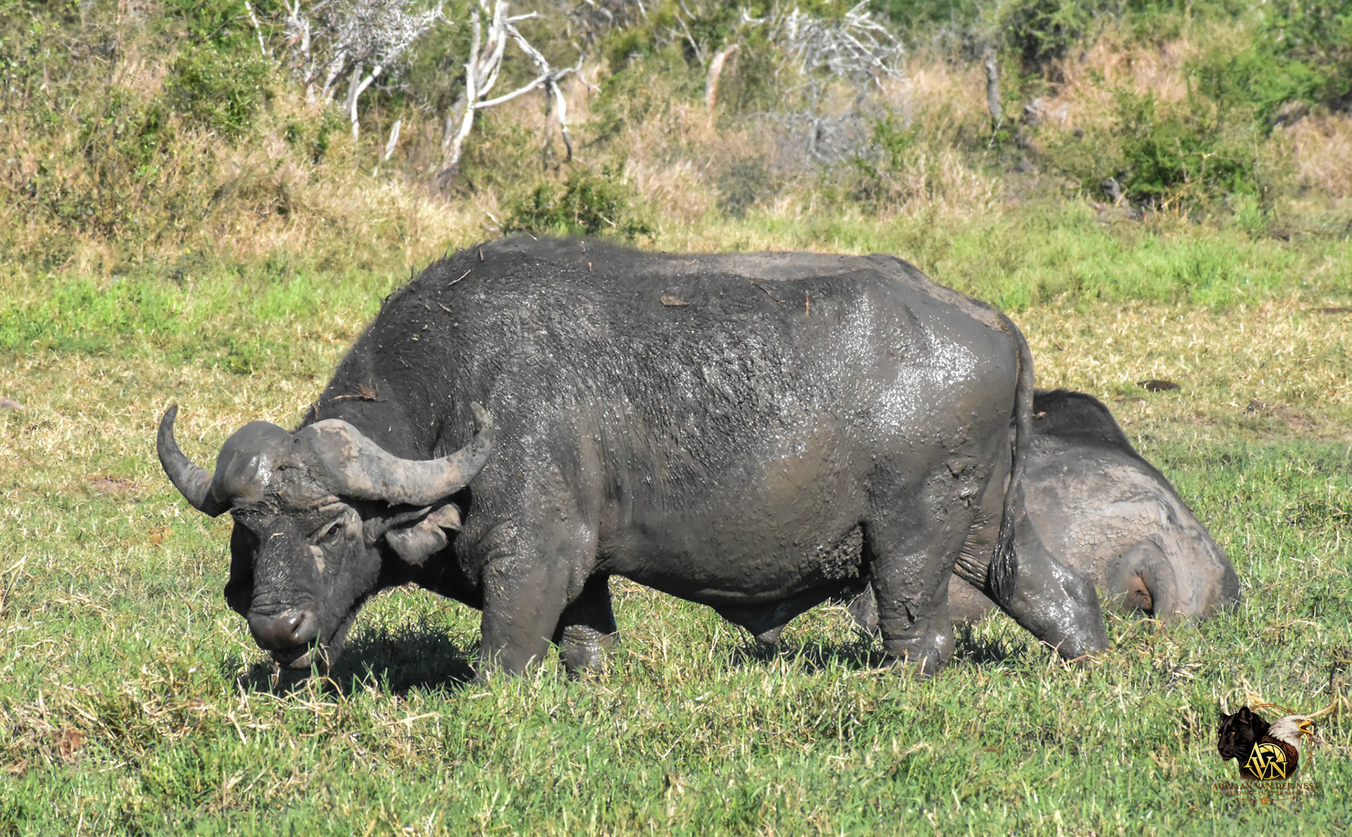 African Buffalo