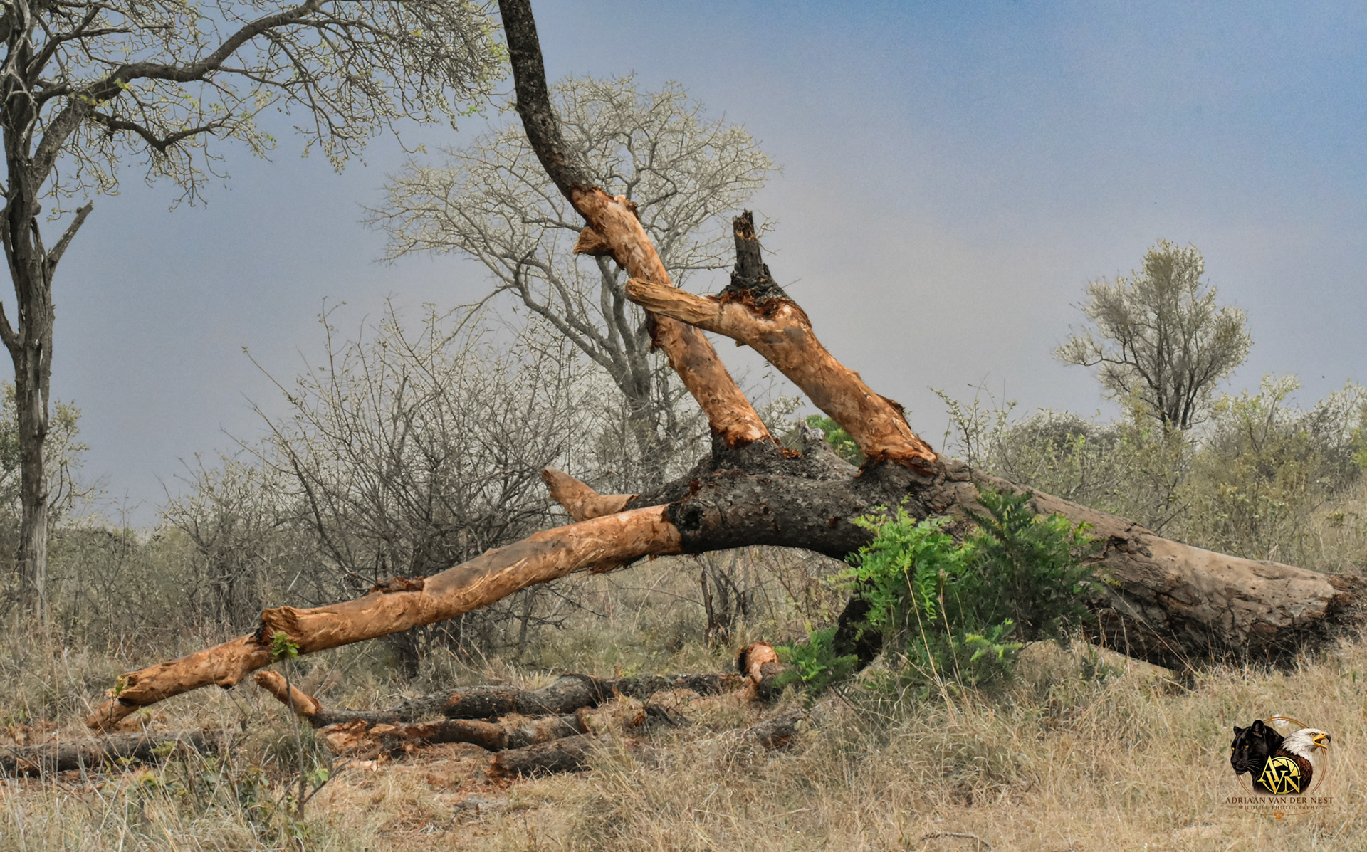 Dead tree