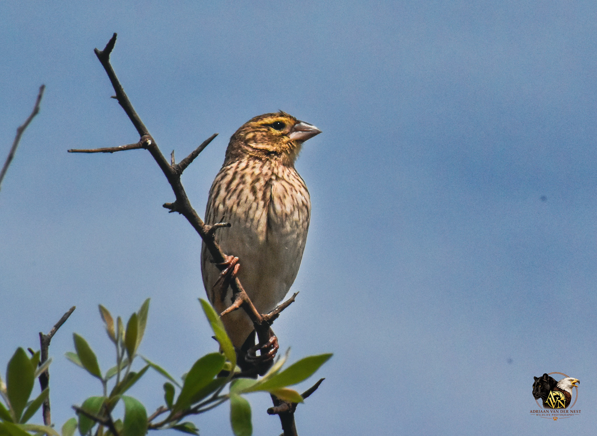 Sothern Red Bishop/Rooi Vink