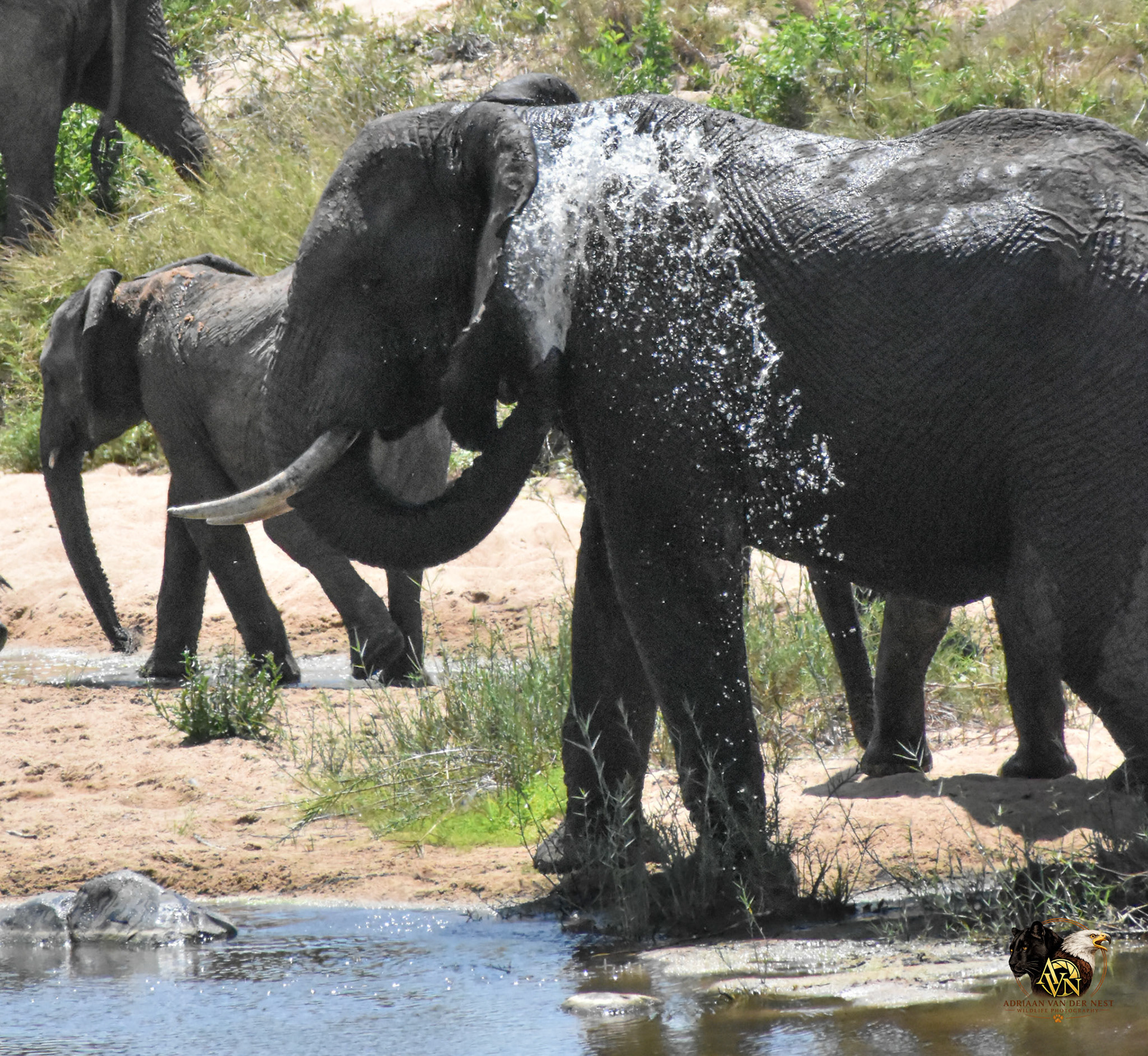 Elephant