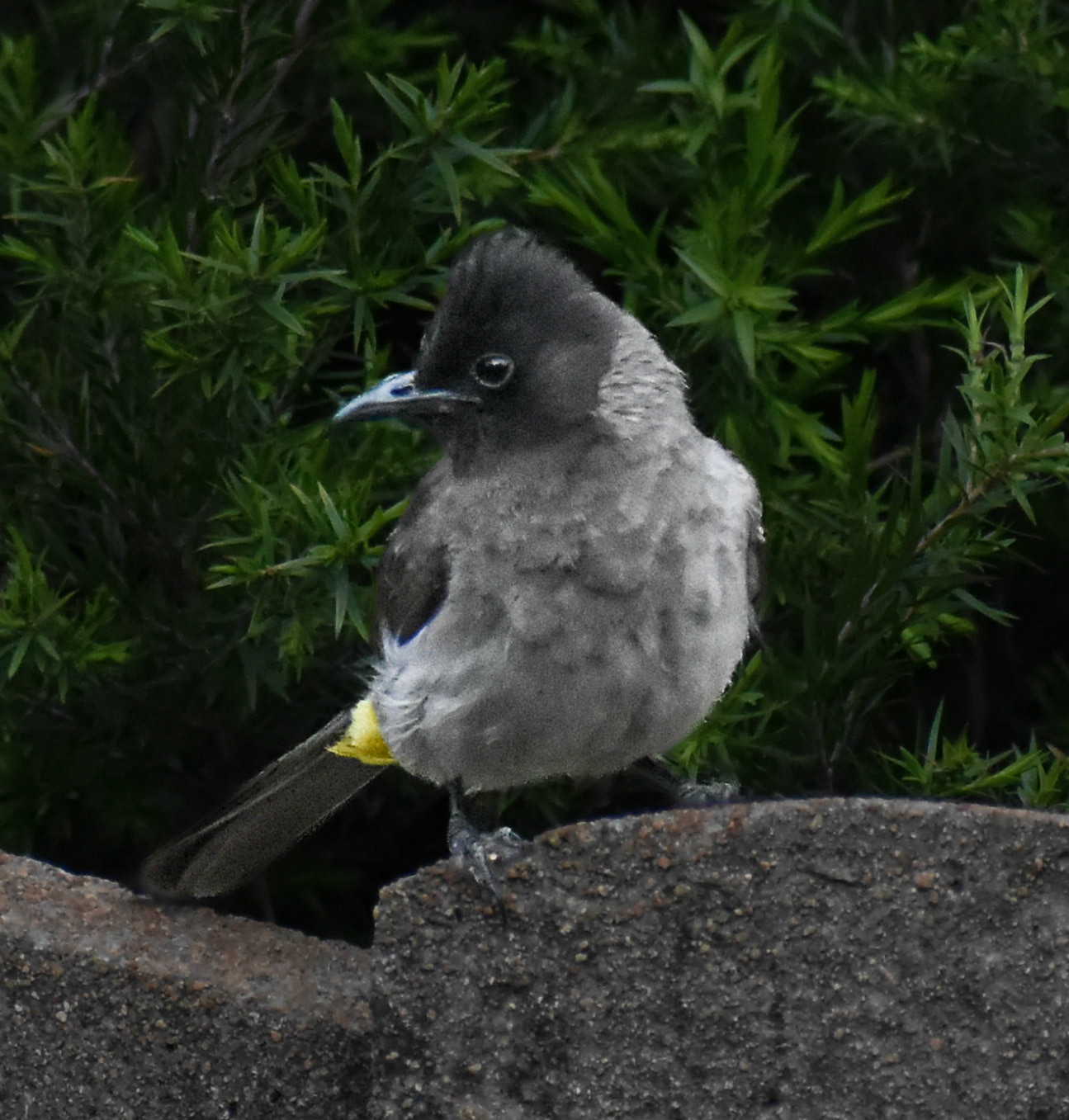 Dark Cap BulBul/Swartoog Tiptol