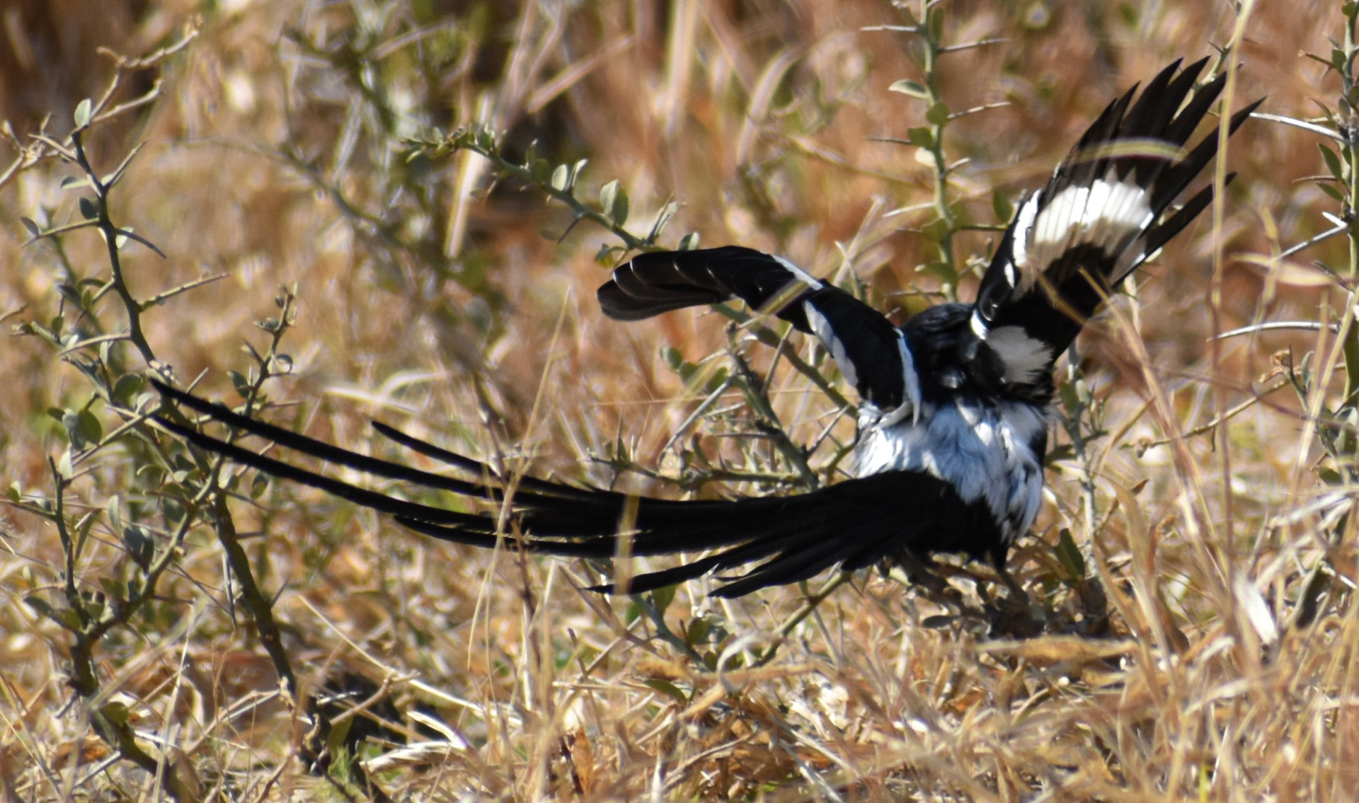 Long-tailed widowbird/Langstert-Flap