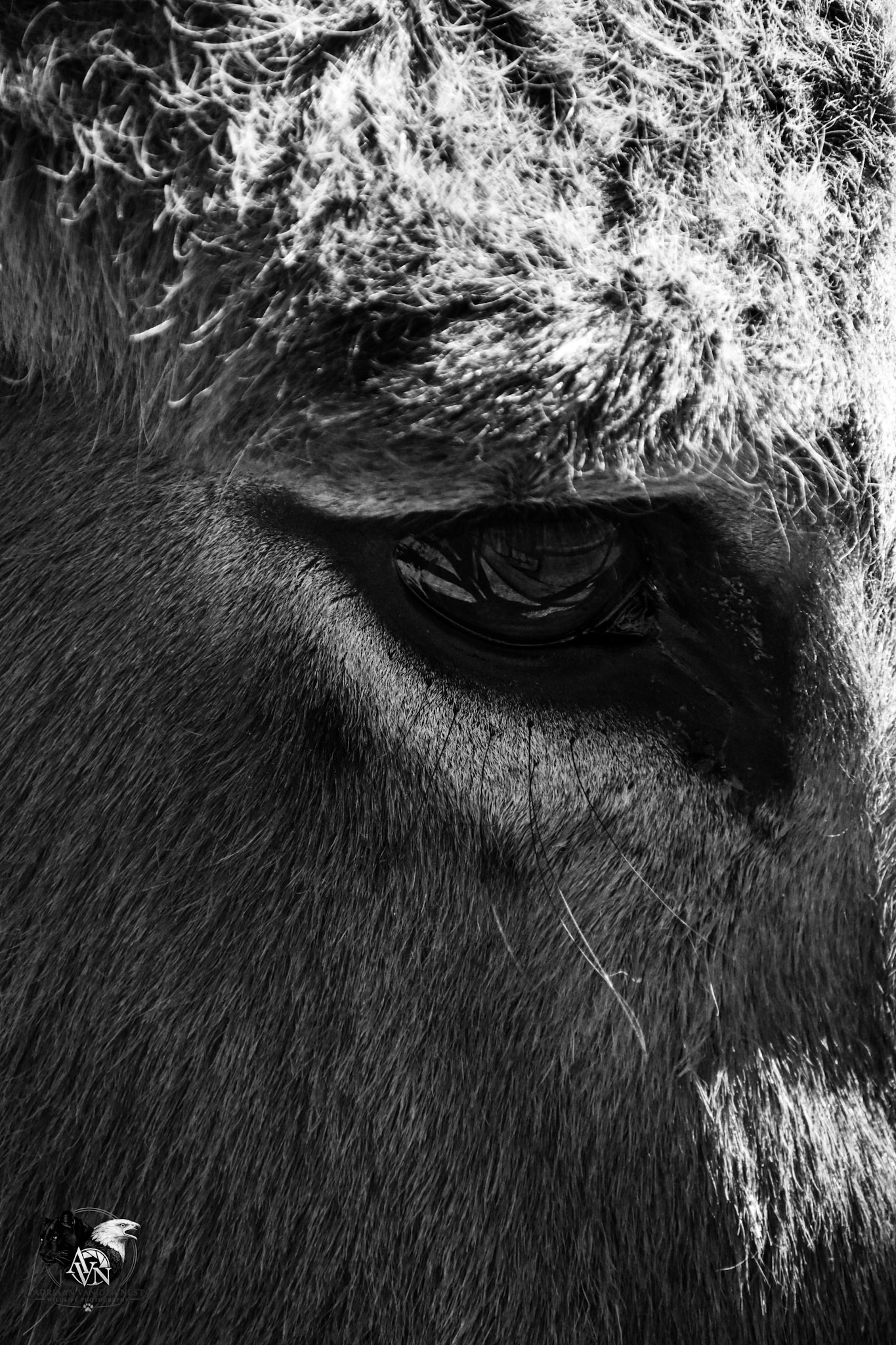 Donkey