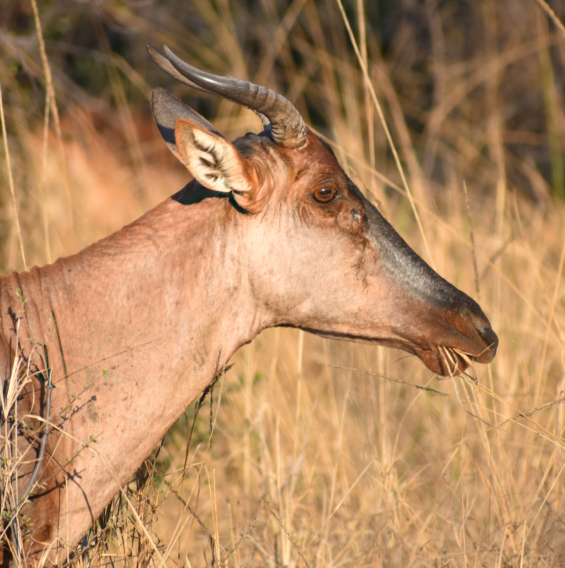 Red hartebees/Rooi hartebees