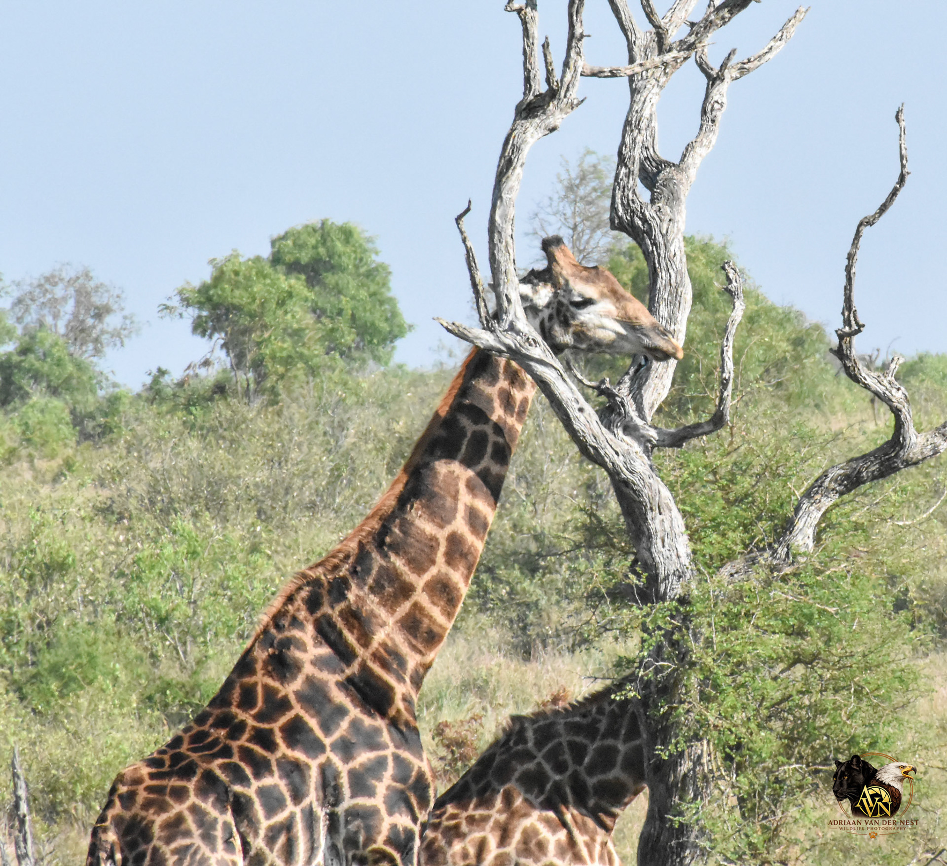 Giraffe