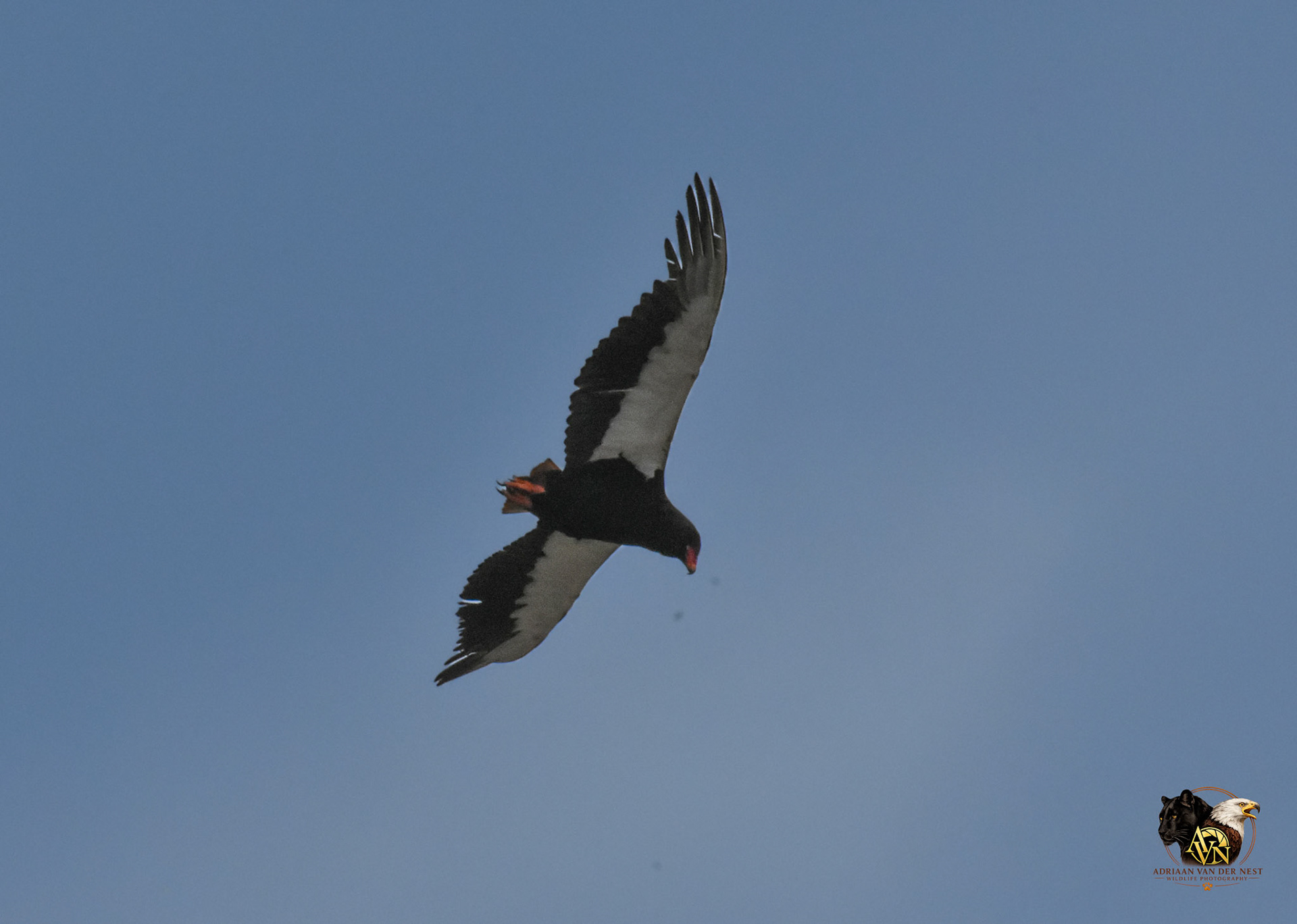Bateleur