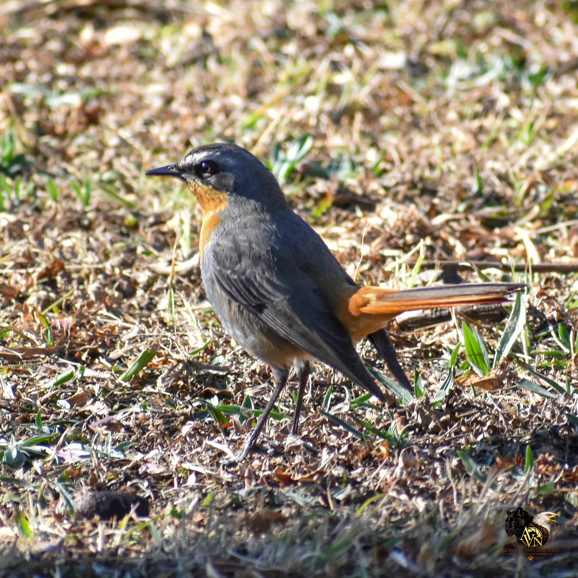 Cape Robinchat/Gewone Janfrederik