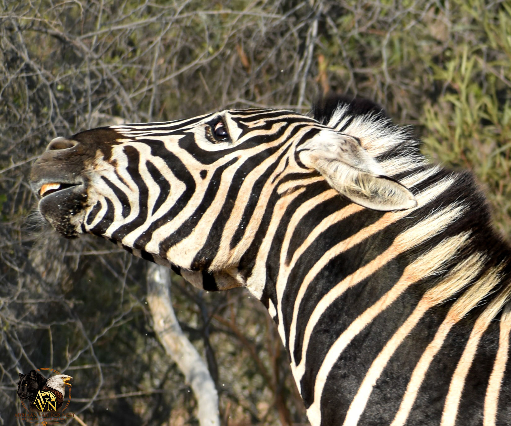 Zebra