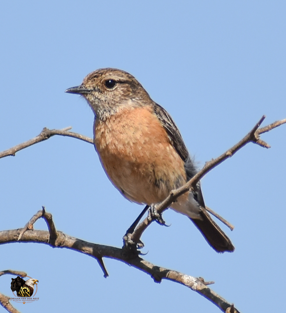 African Stonechat