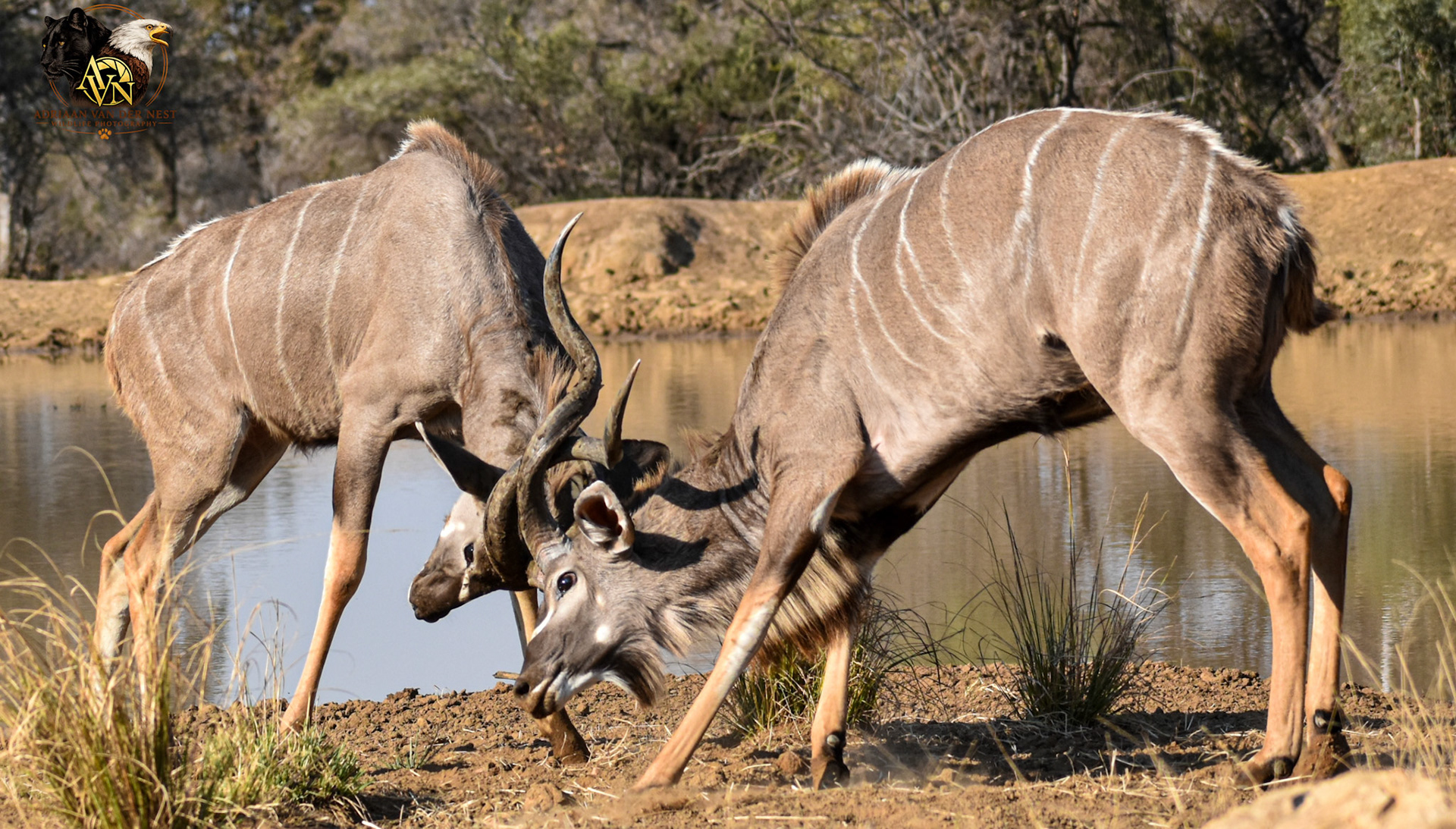 Kudu