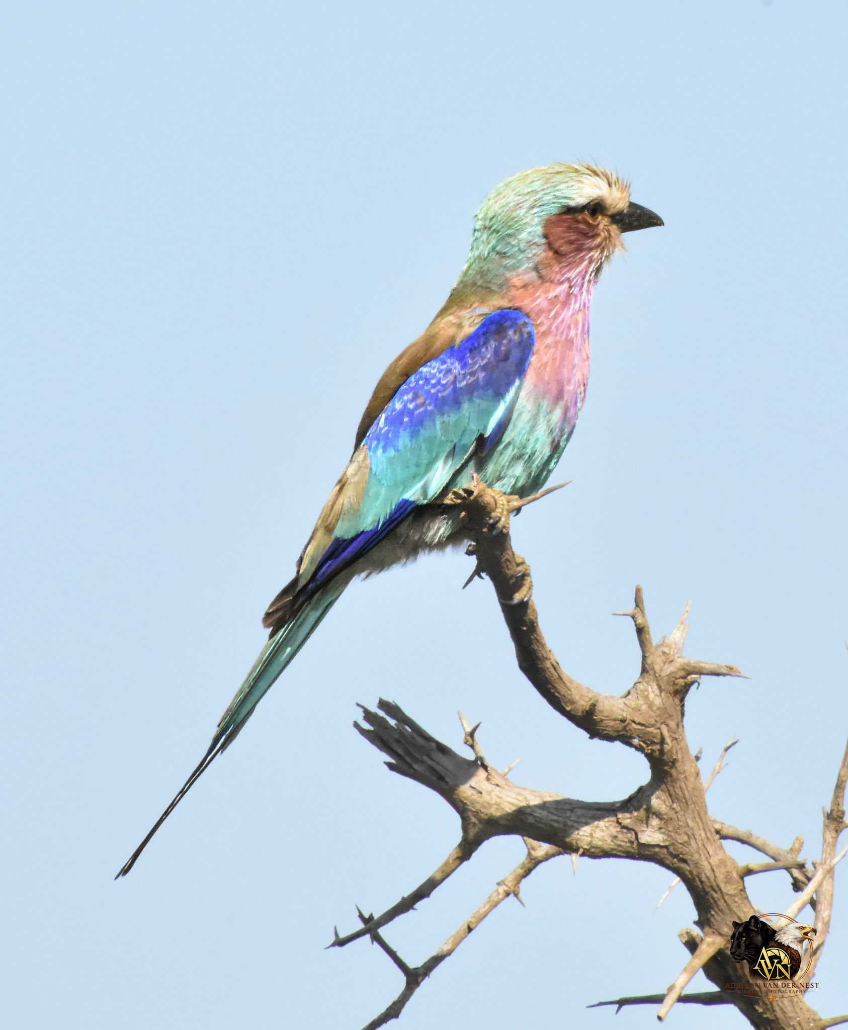 Lilac-Breasted Roller