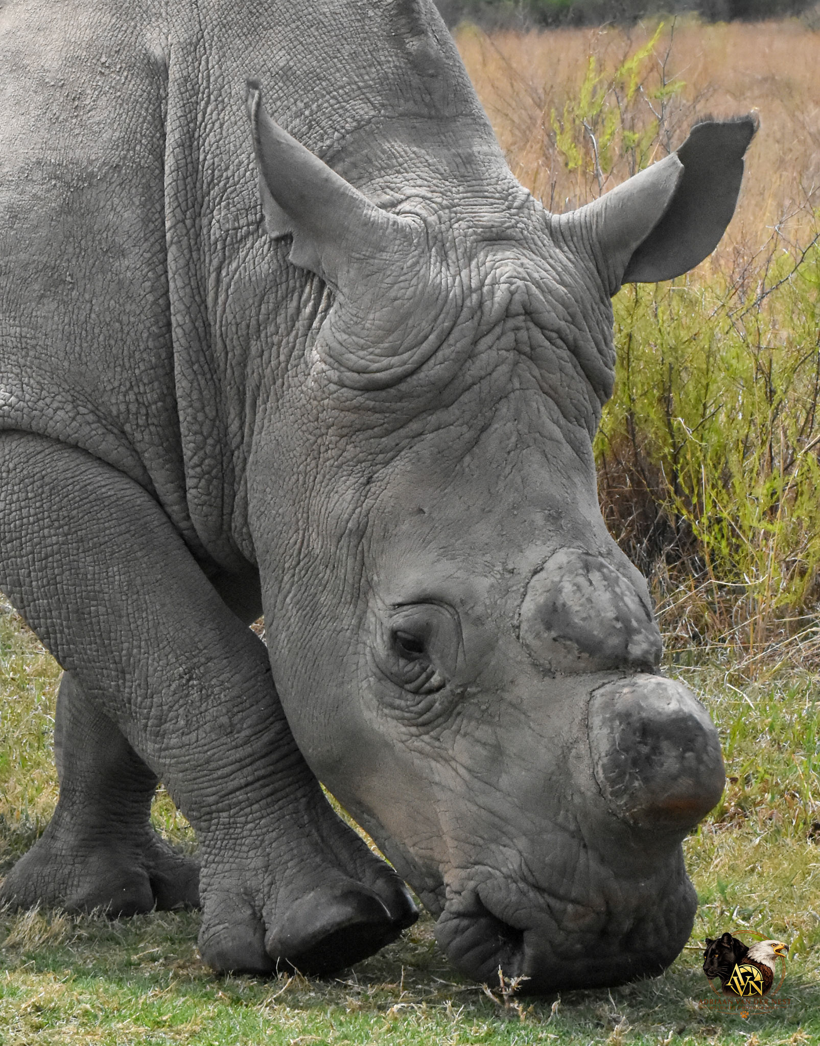 White Rhinoceros/Wit Renoster