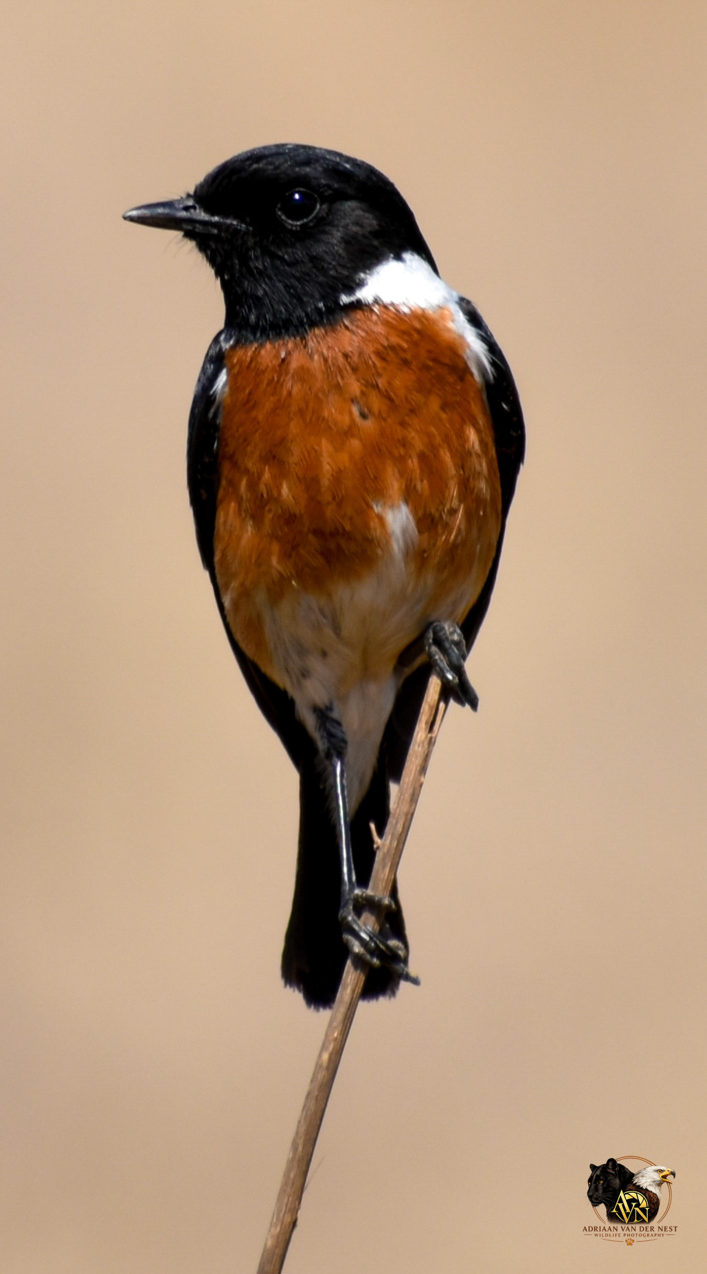 African Stonechat