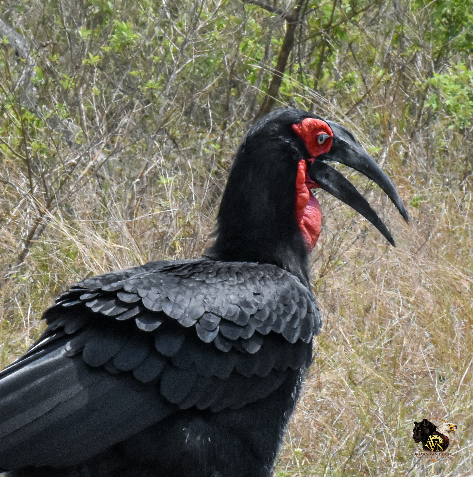 Southern Ground Hornbill