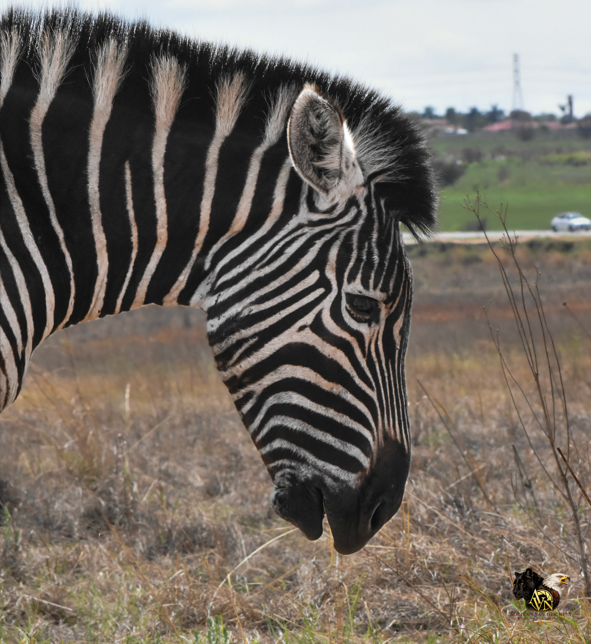 Zebra