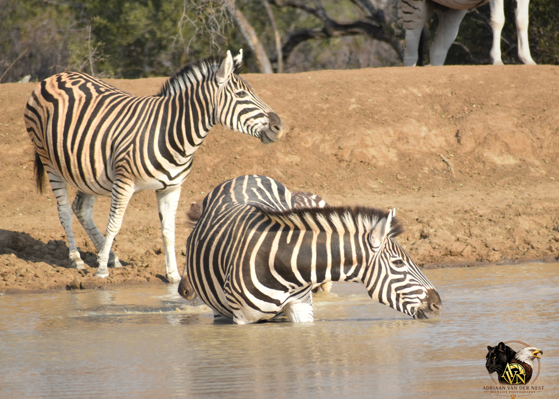 Zebra