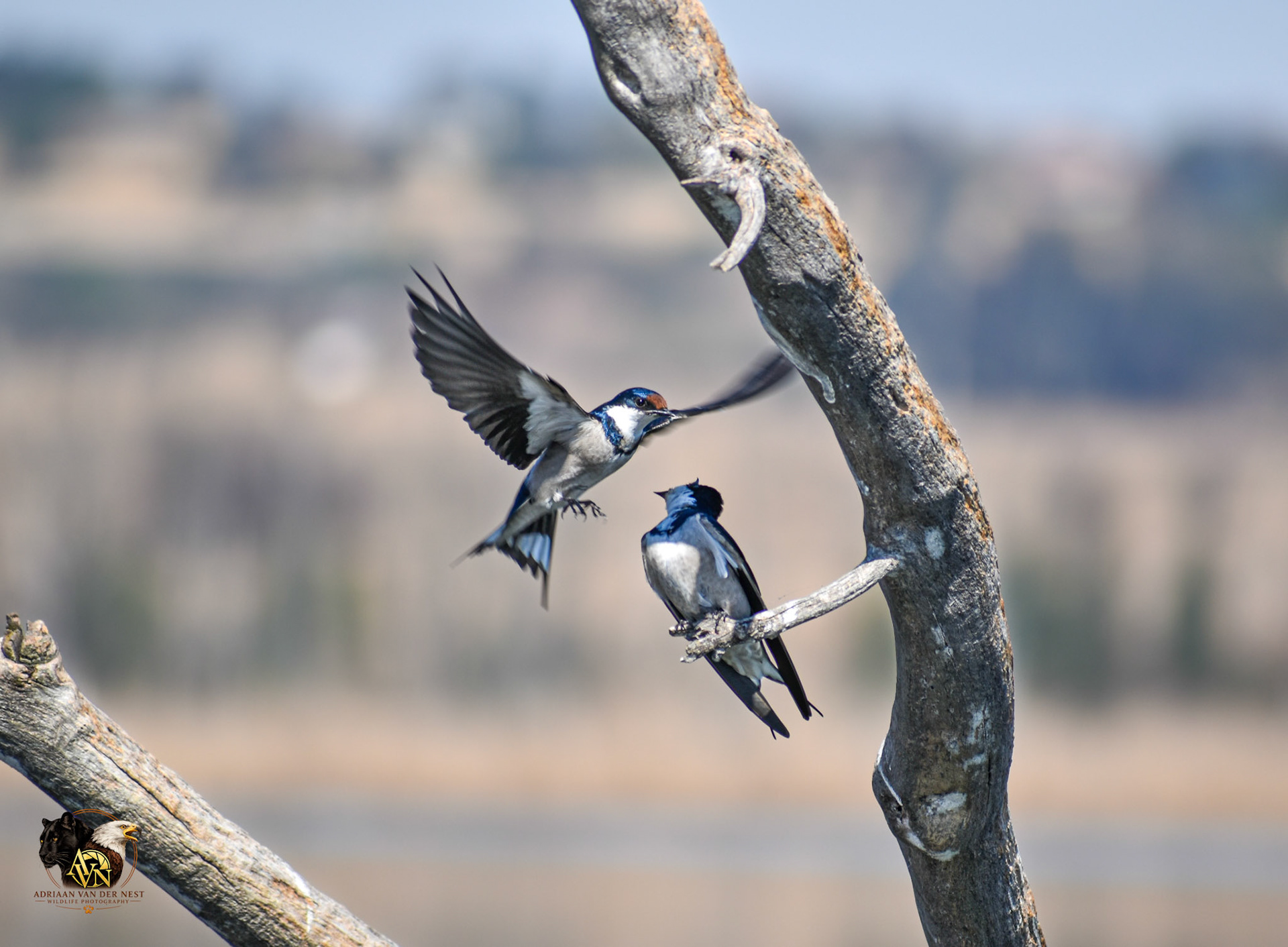 White throated Swallow