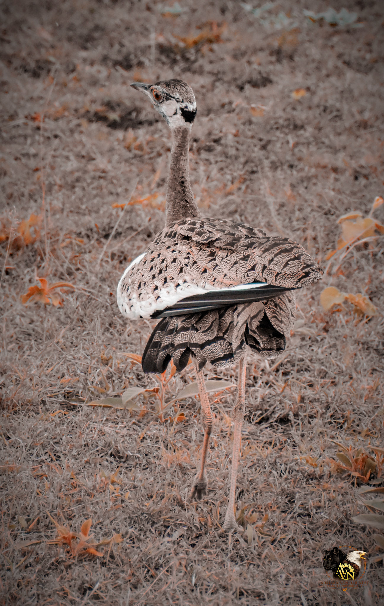 Black-bellied Bustard
