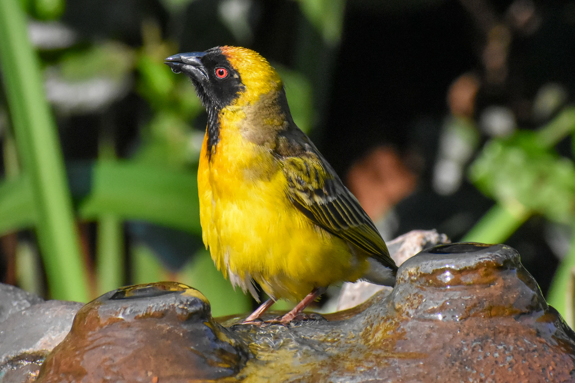 Southern Masked Weaver/Swartkeel Geelvink