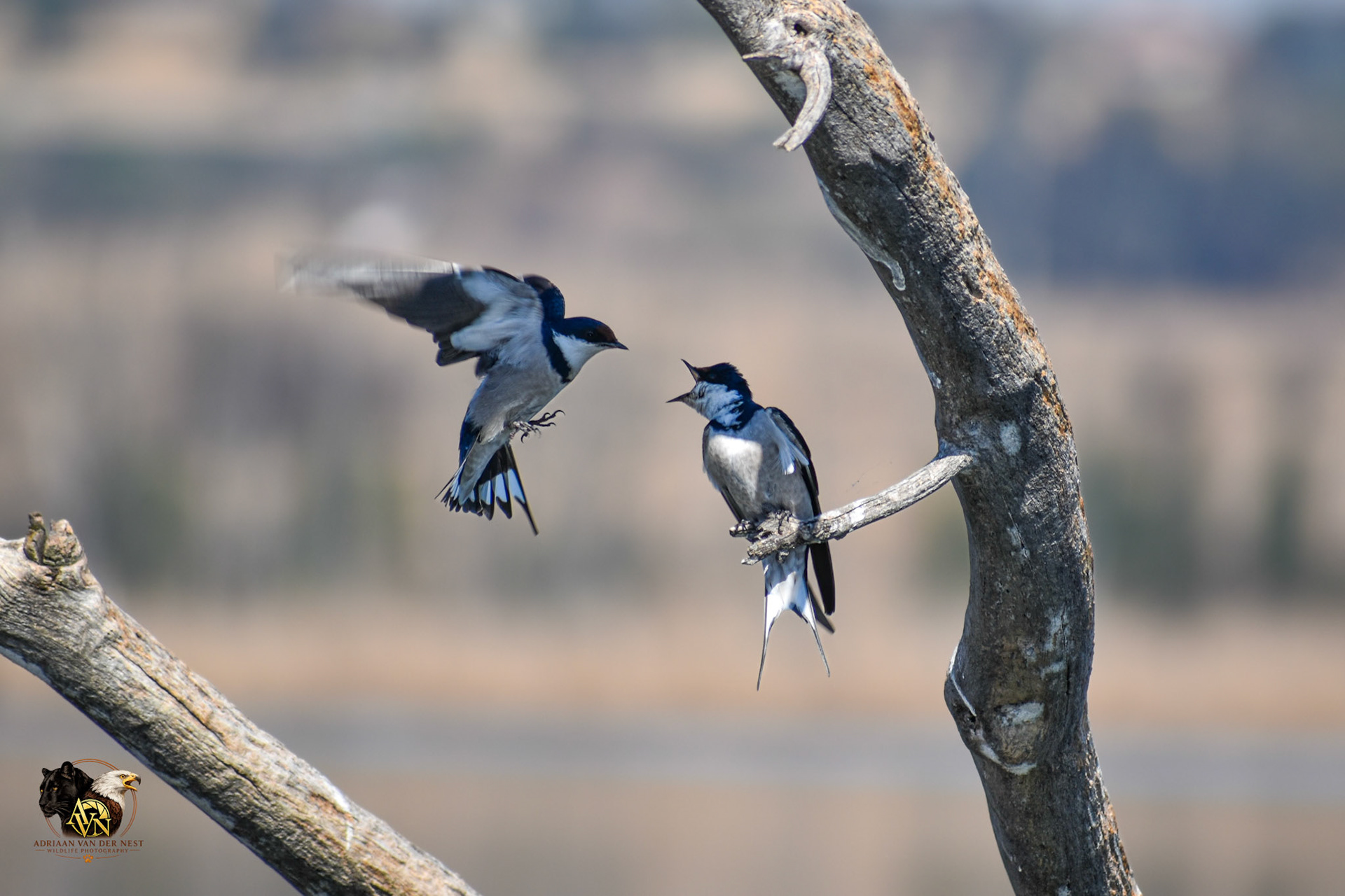 White throated Swallow