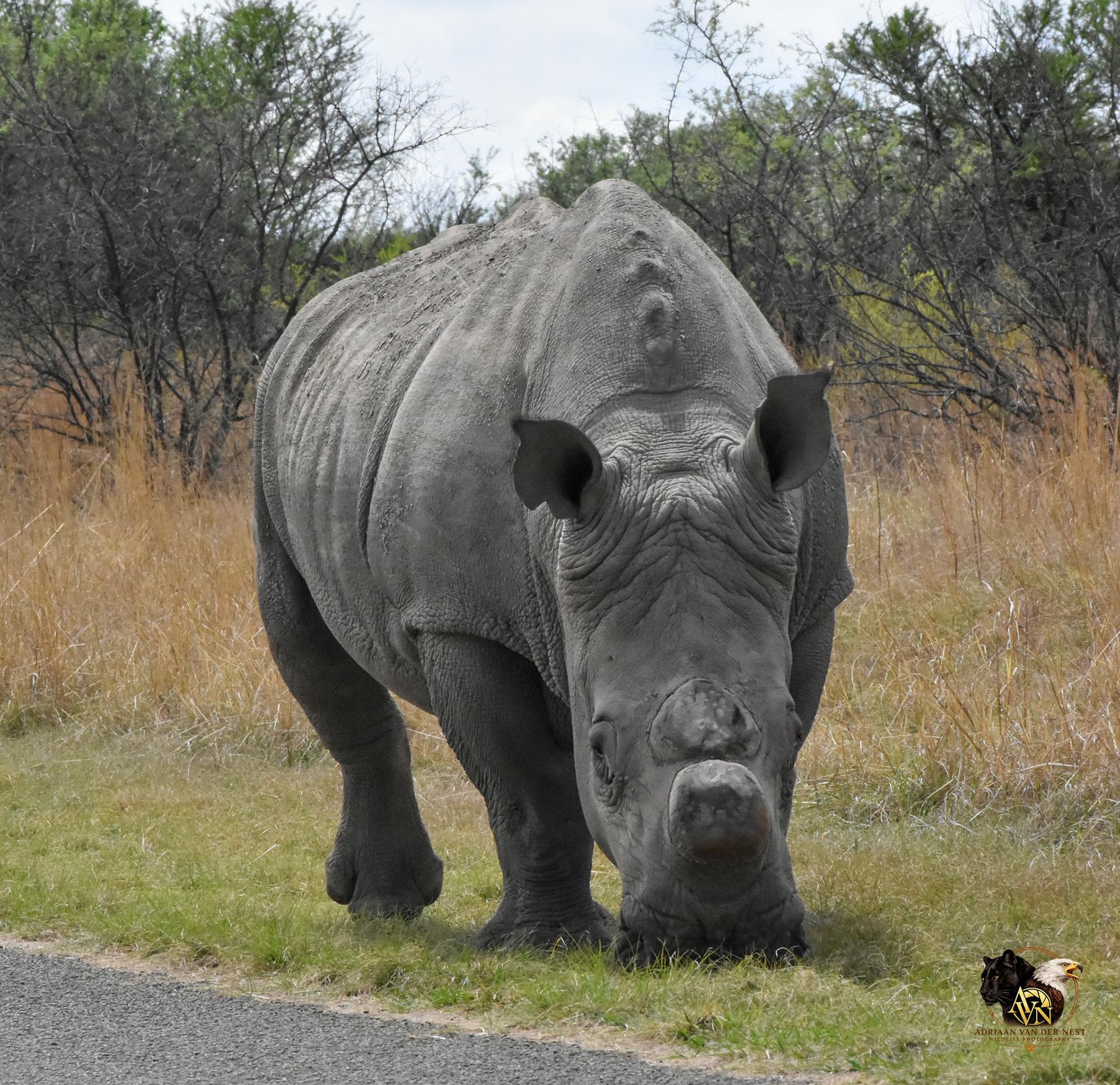White Rhinoceros/Wit Renoster