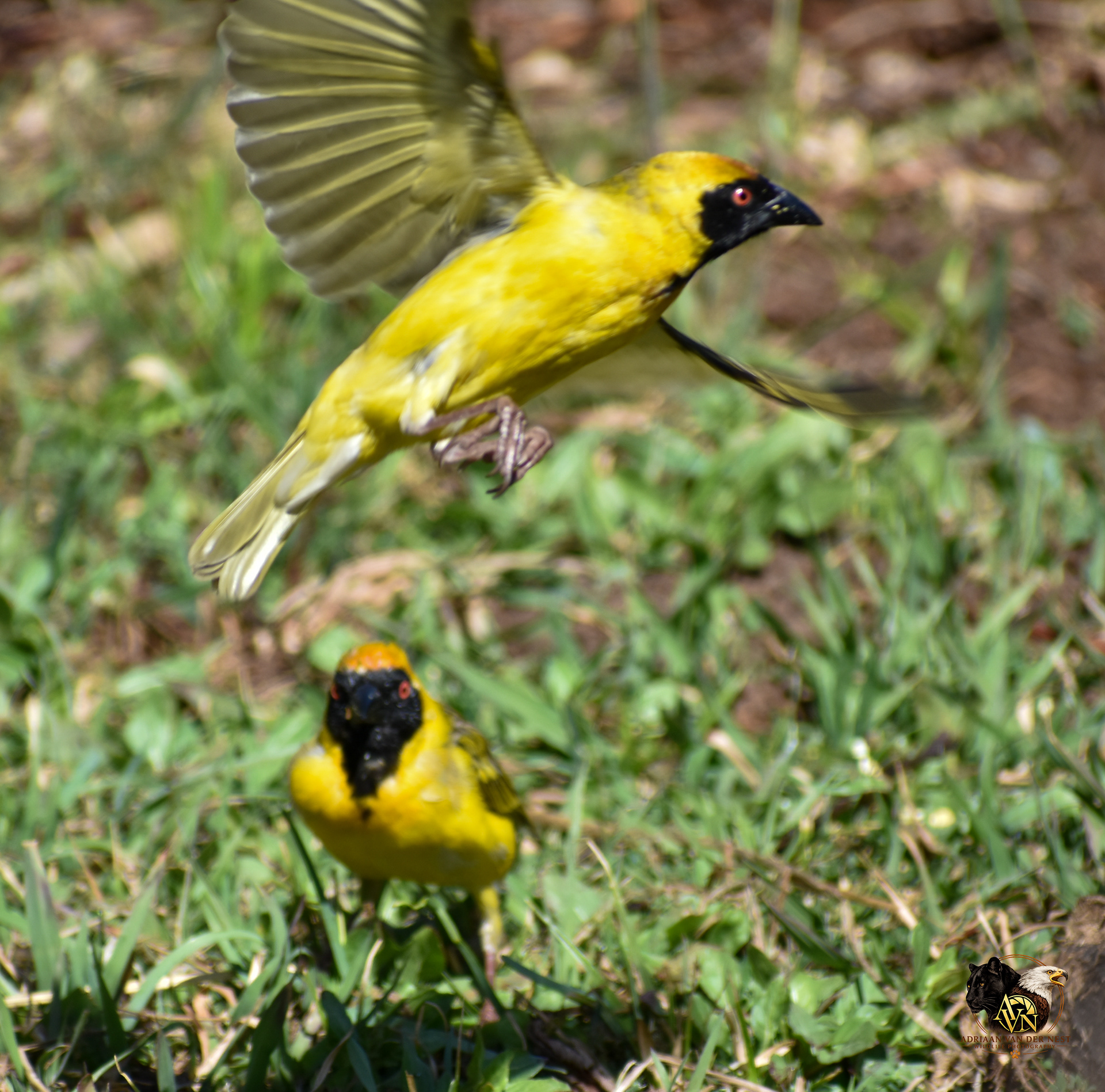 Black masked Weaver/Swartkeel Geel Vink