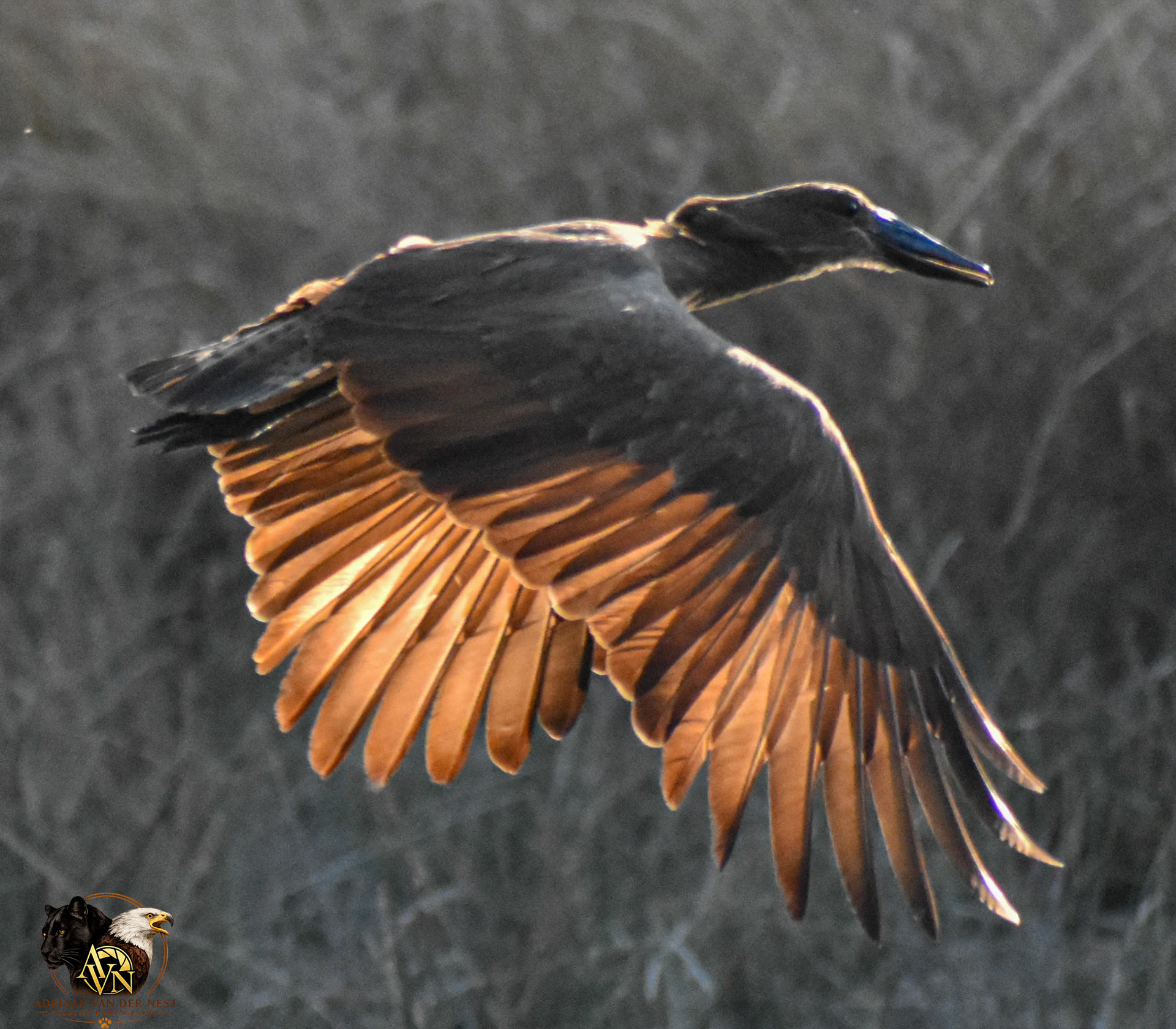 Hamerkop