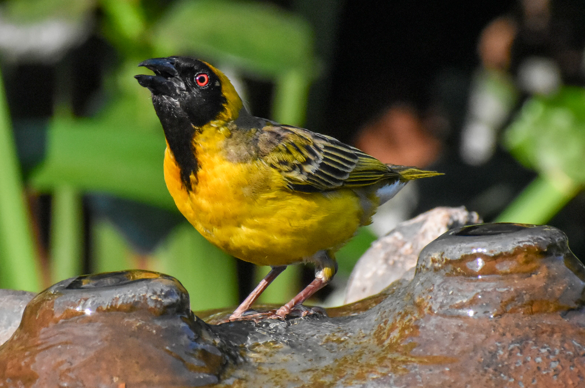 Southern Masked Weaver/Swartkeel Geelvink