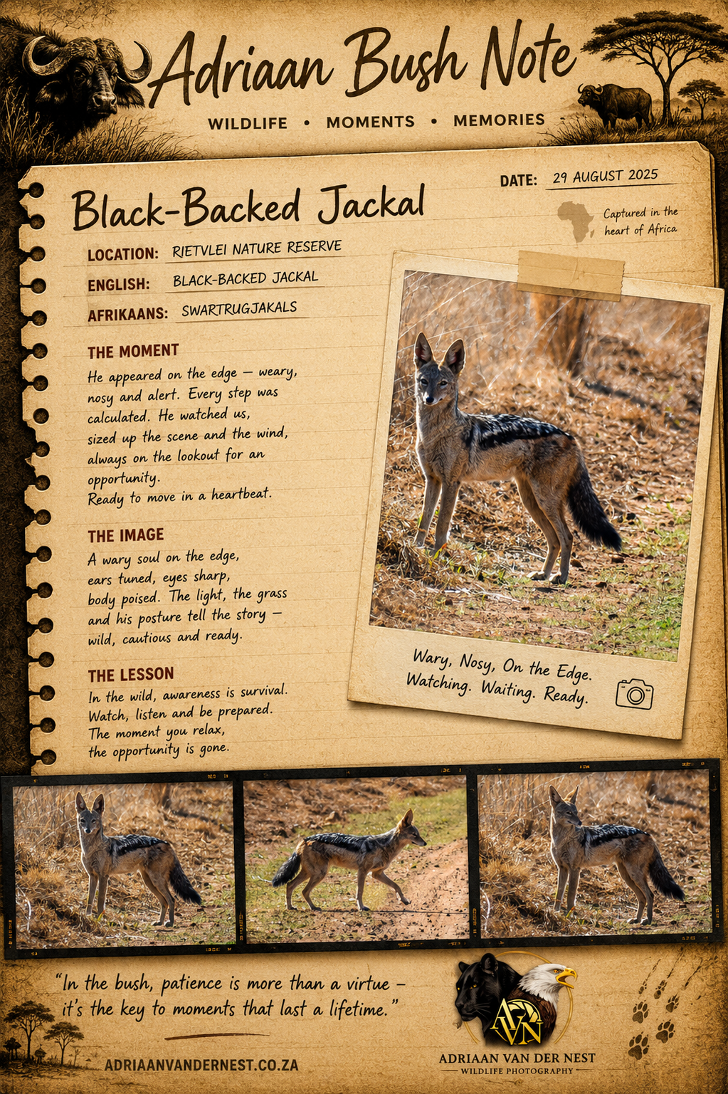 Black Backed Jackal