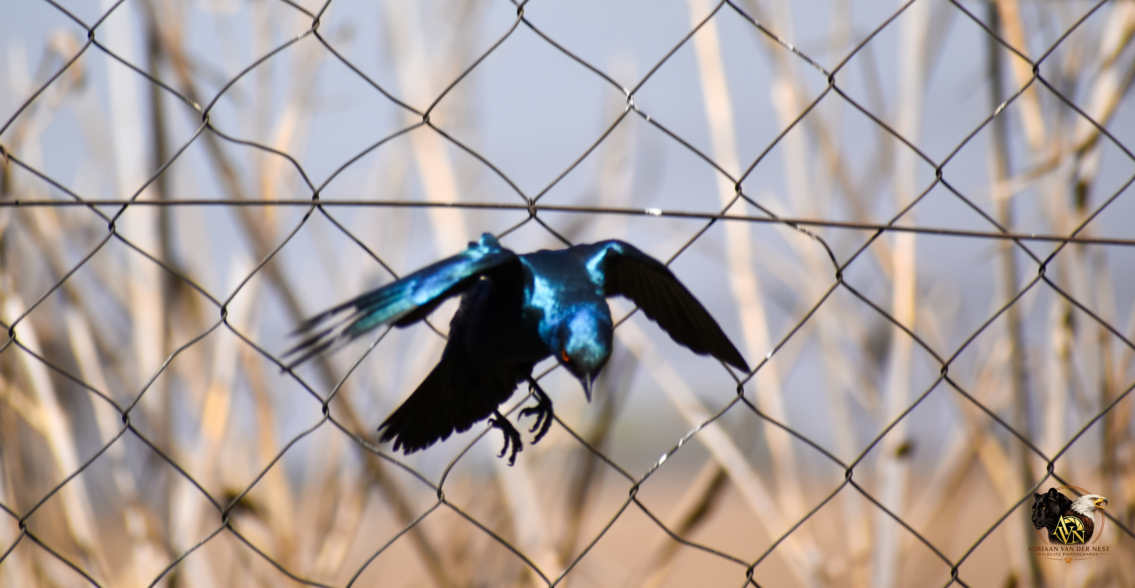 Burchell's Starling/Grootglansspreeu