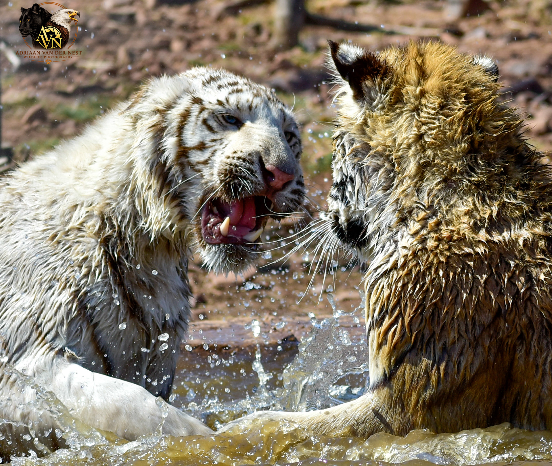 Tiger/Tier