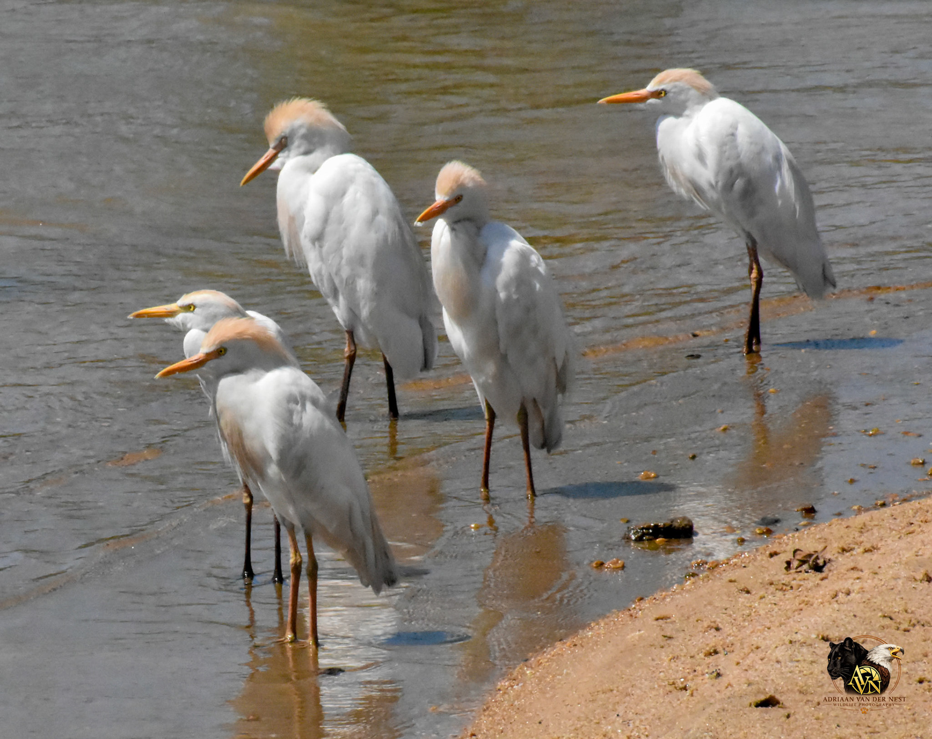 Western Cattle Egret