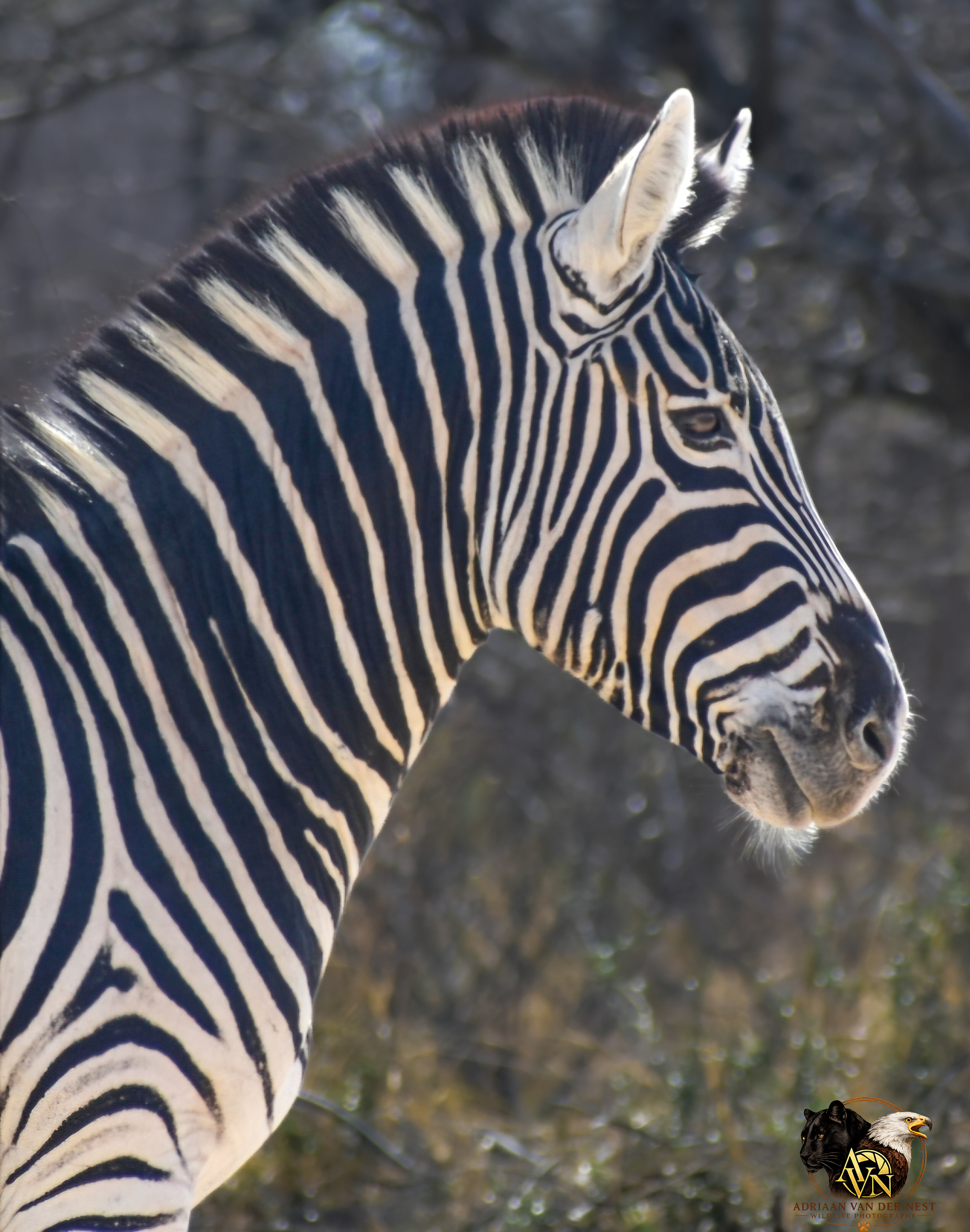 Zebra
