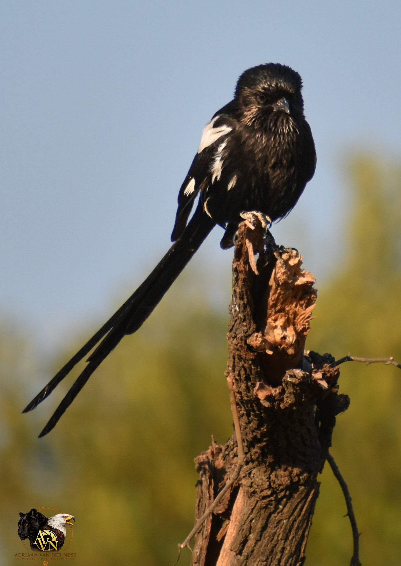 Long-tailed widowbird/Langstert Flap