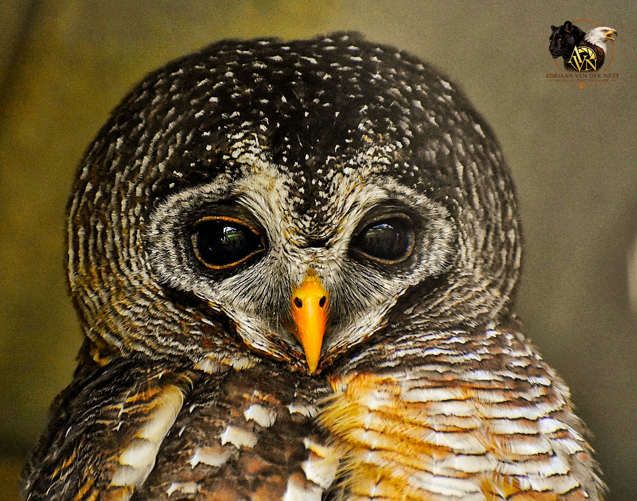 African Wood Owl/Bosuil