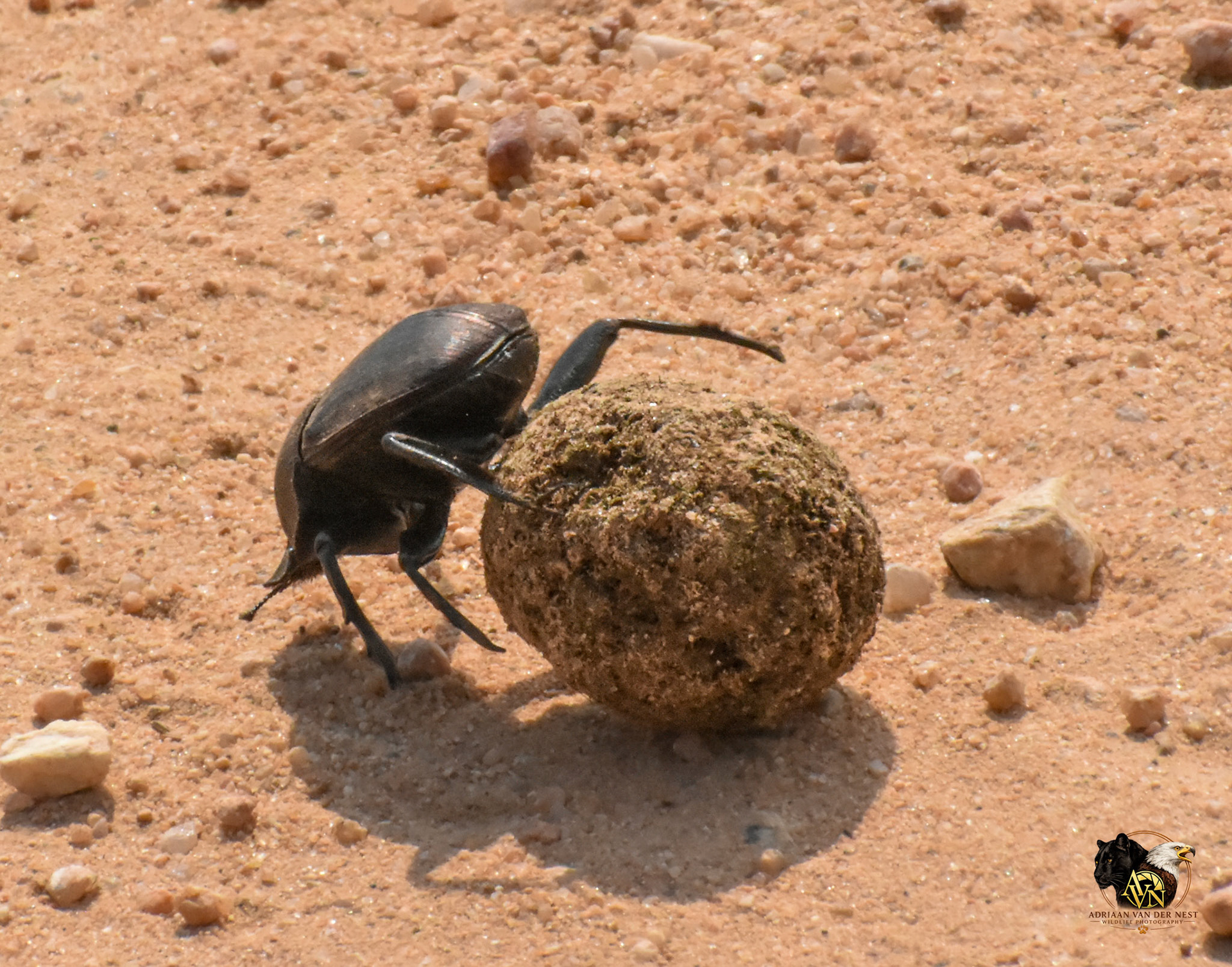 Dung Beetle