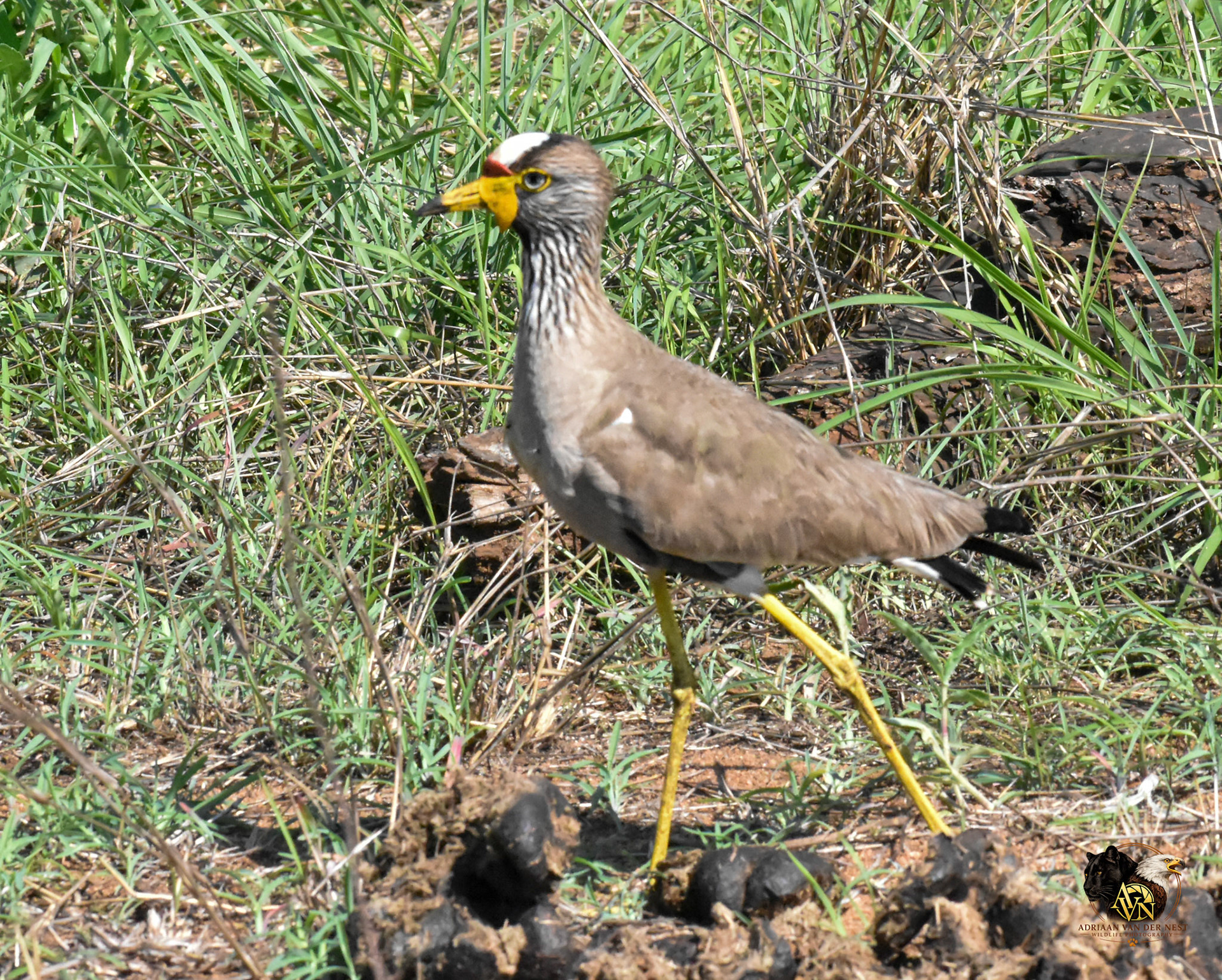 African Wattled Lapwing