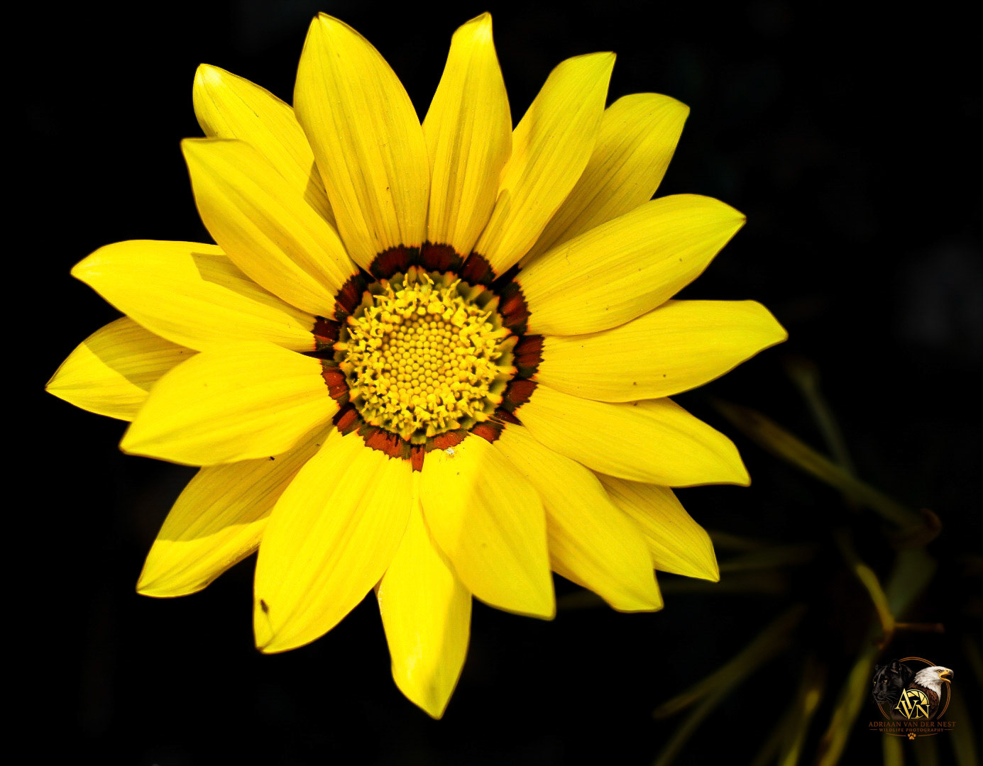 African Daisy/Botterblom
