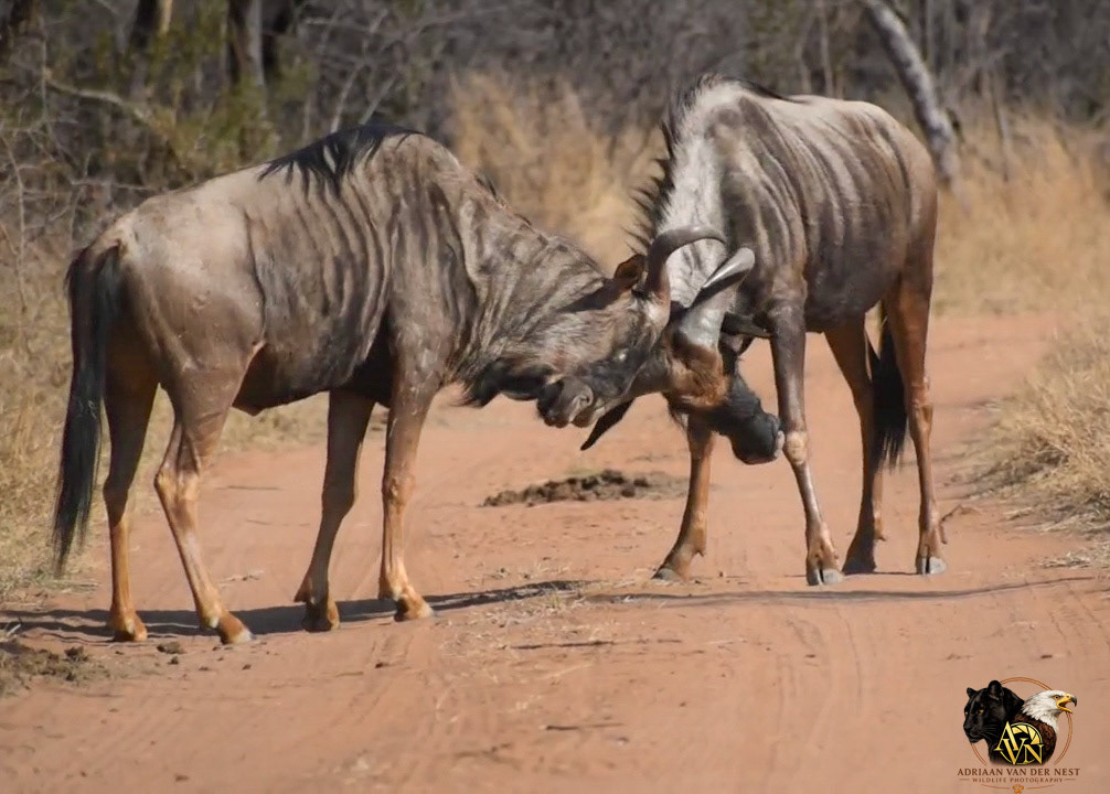 Blue Wildebees/Blou Wildebees