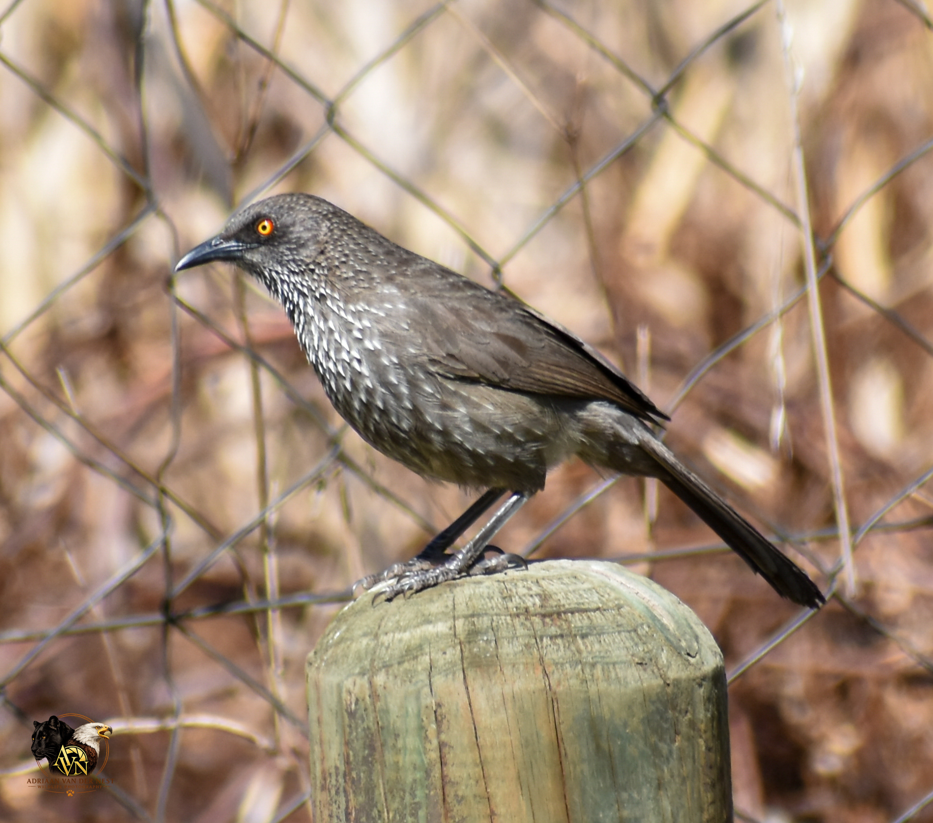 Arrow marked babbler/pylvlekkatlagter