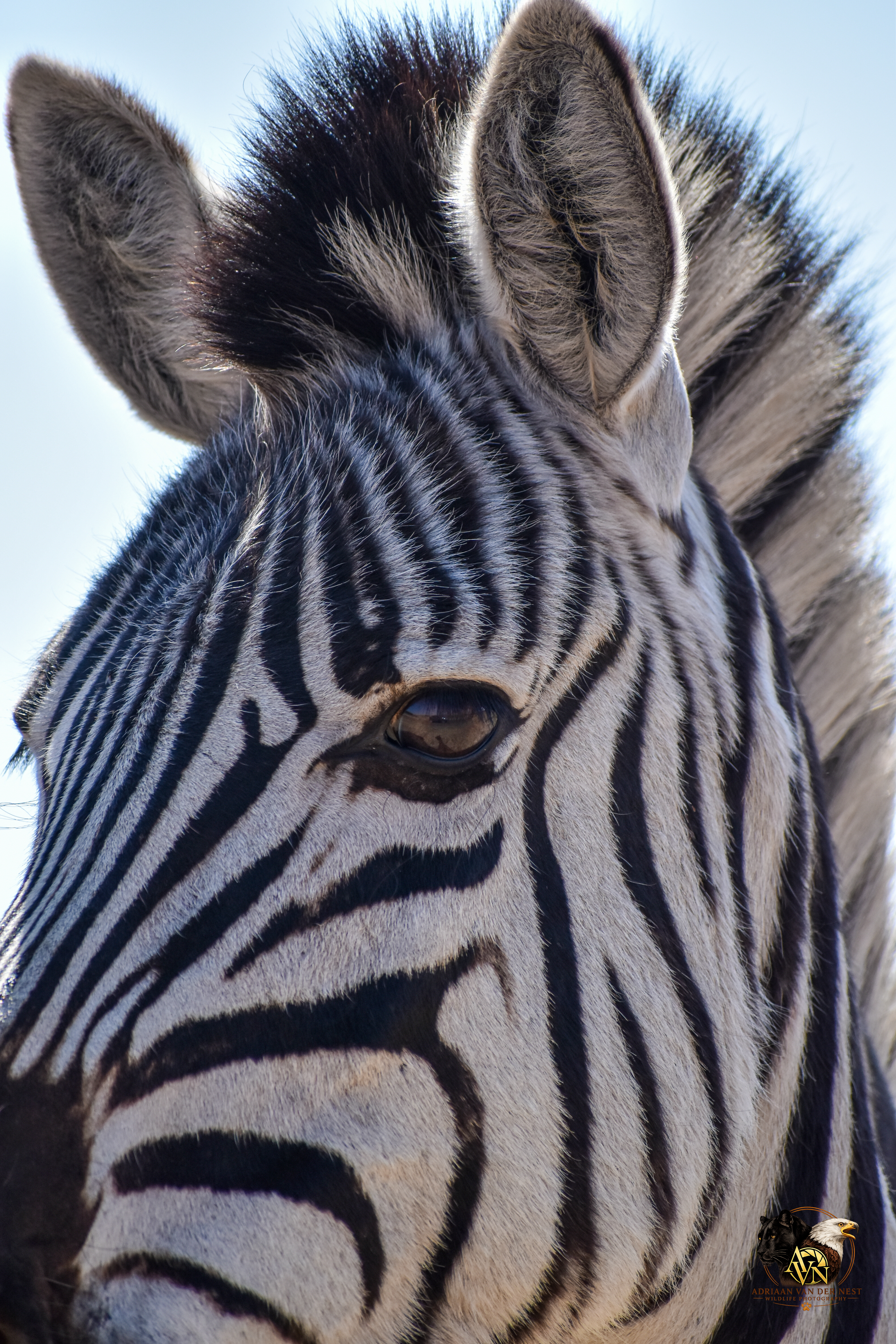 Zebra