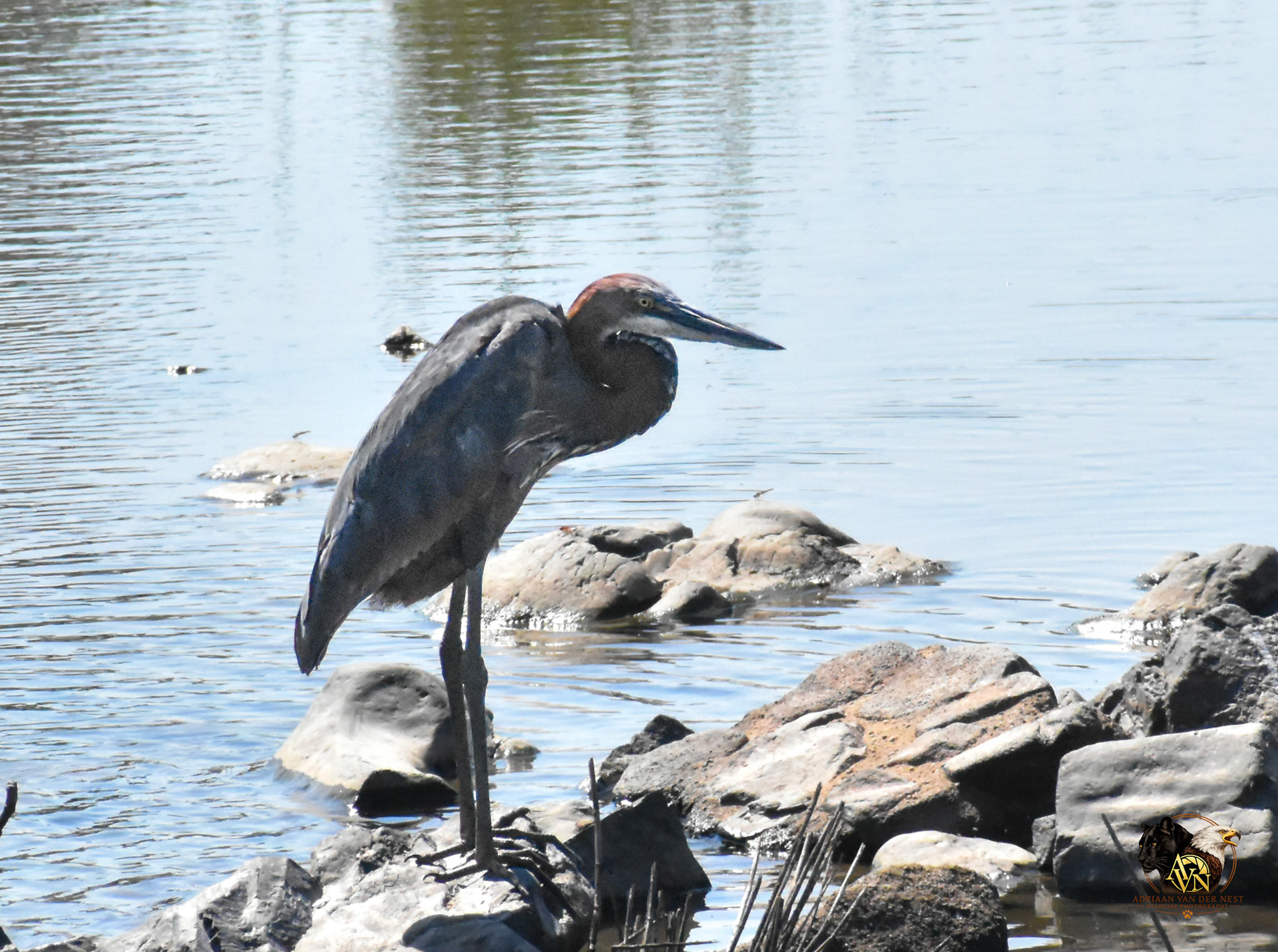 Golaith Heron