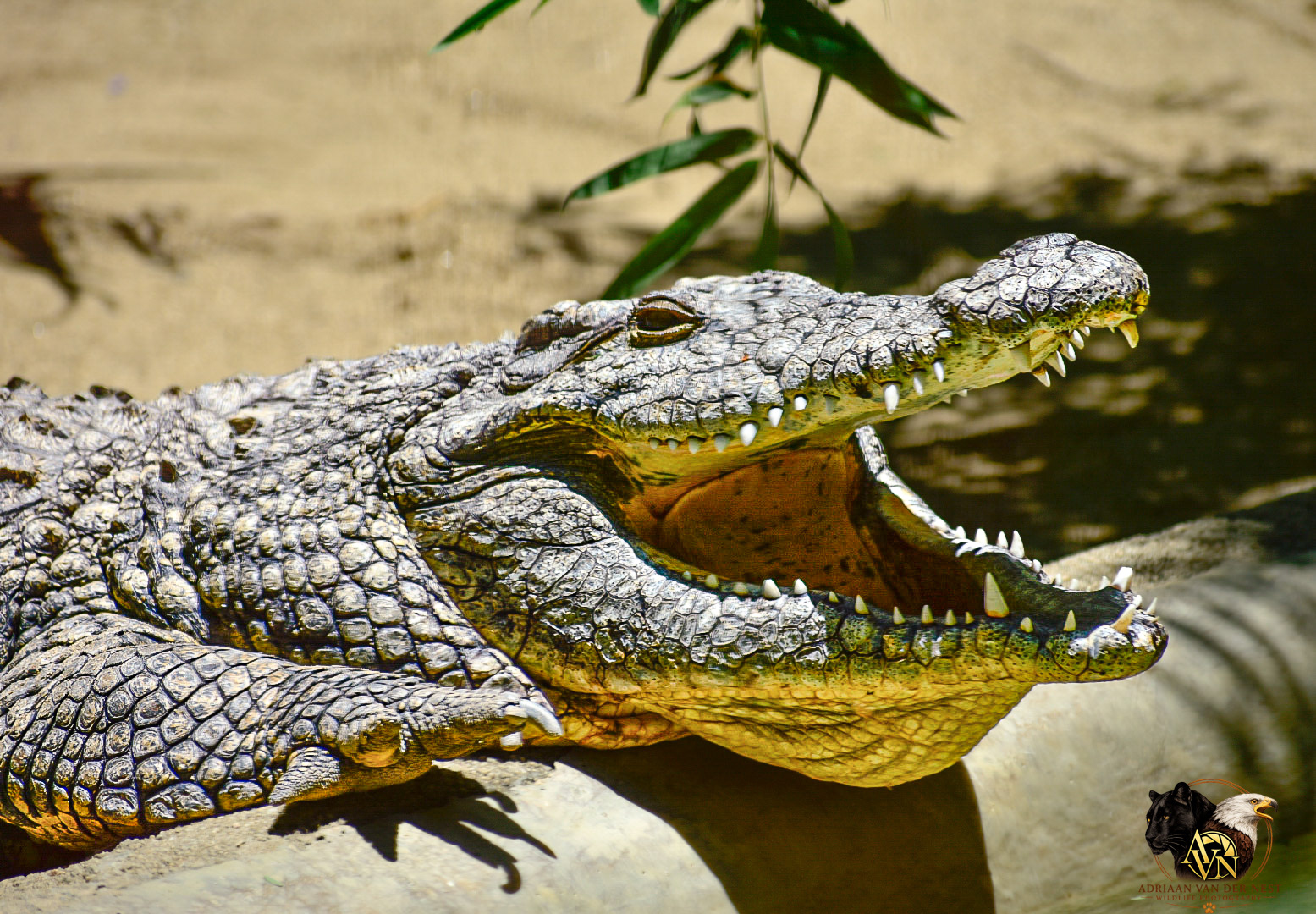 Crocodile/Krokodil