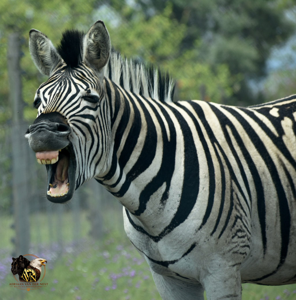 Zebra