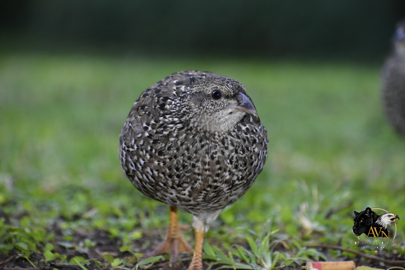 Natal Spurfowl/Natal Fisan